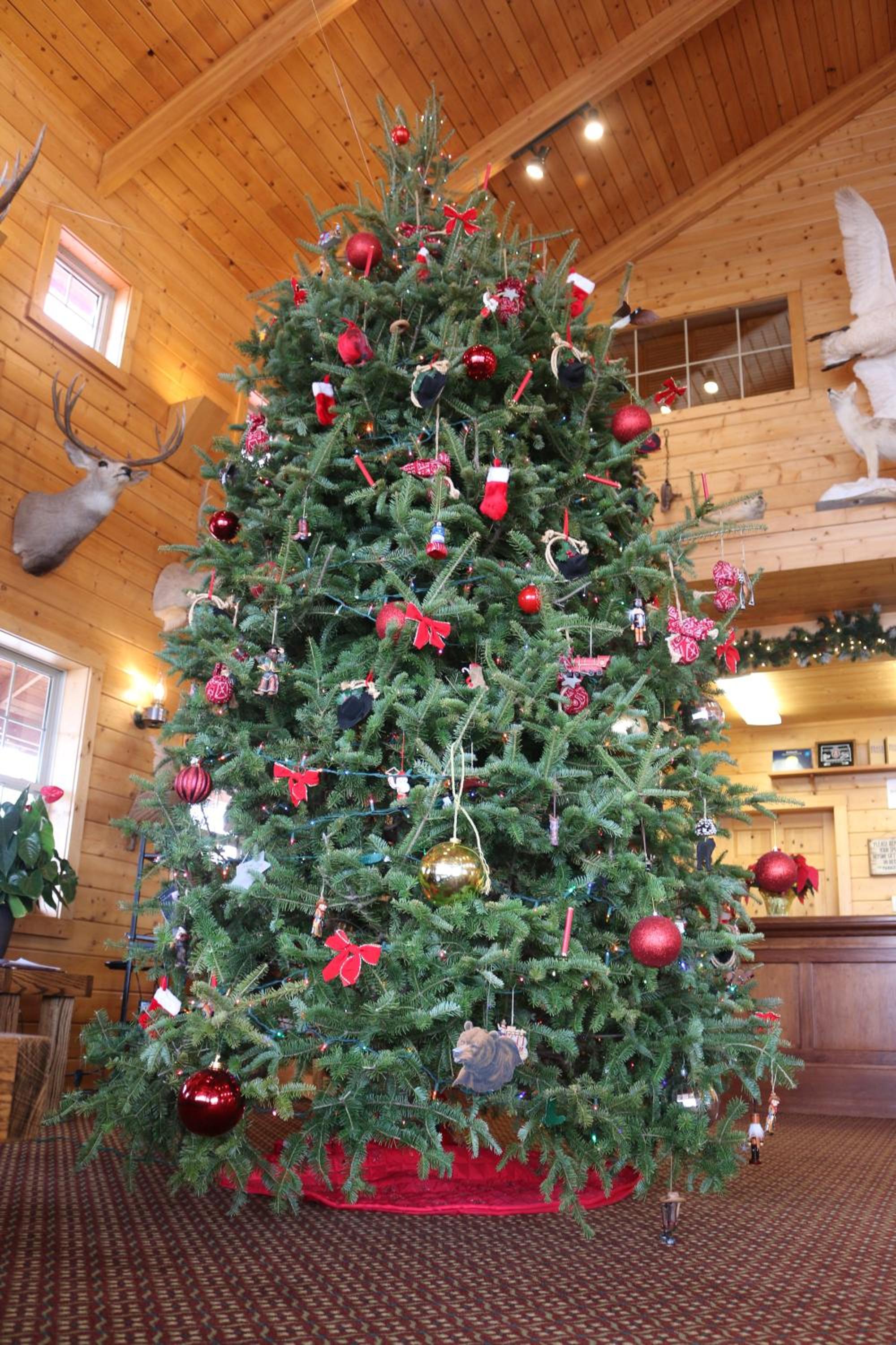 Photo 6
