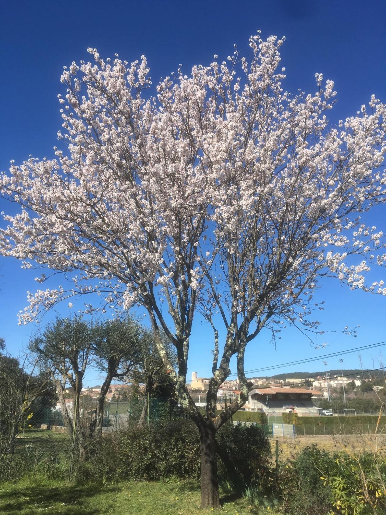 Le Petit Paradis - La Provençale, photo 6