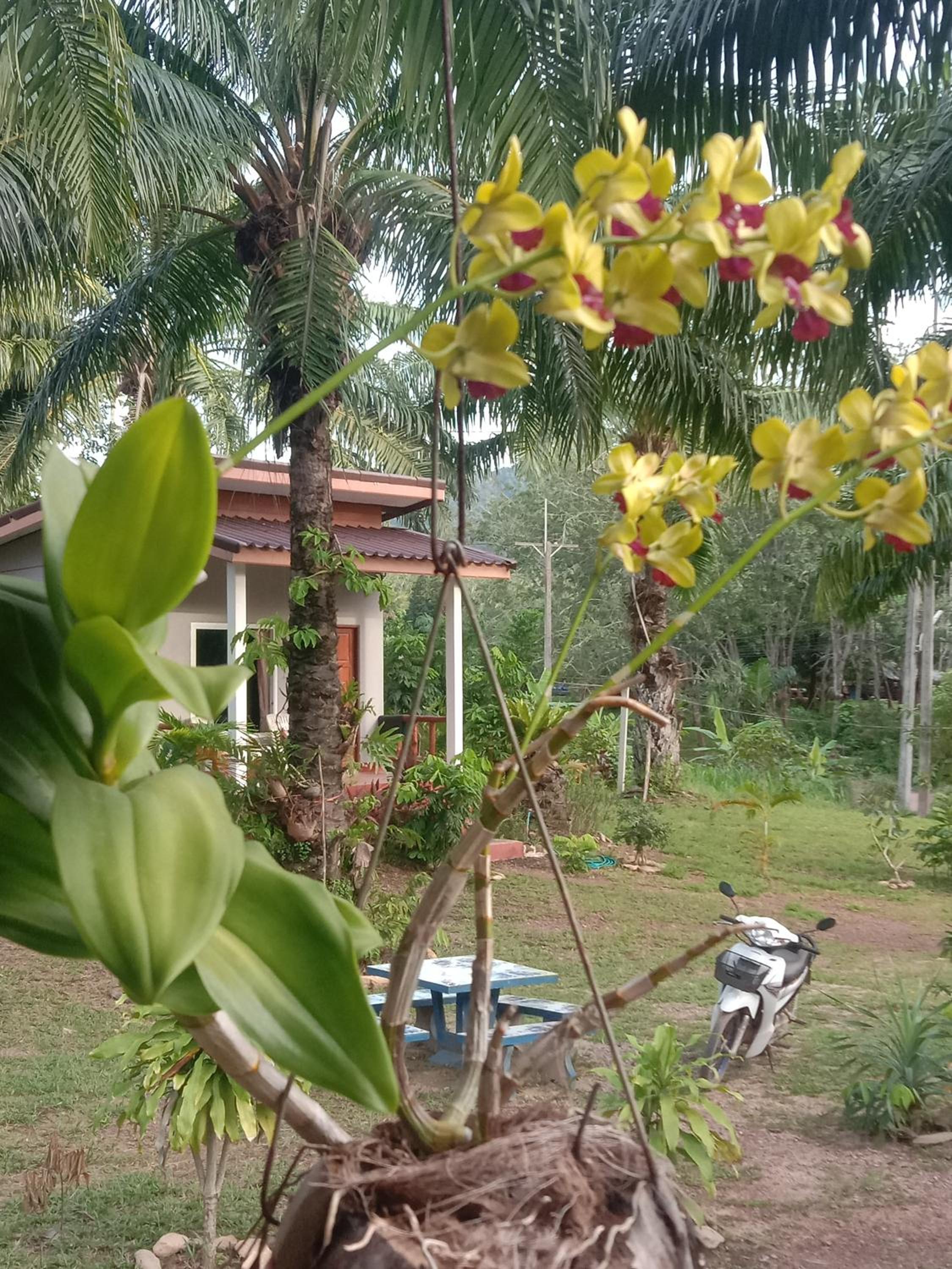 Mada Lanta Mai Keaw