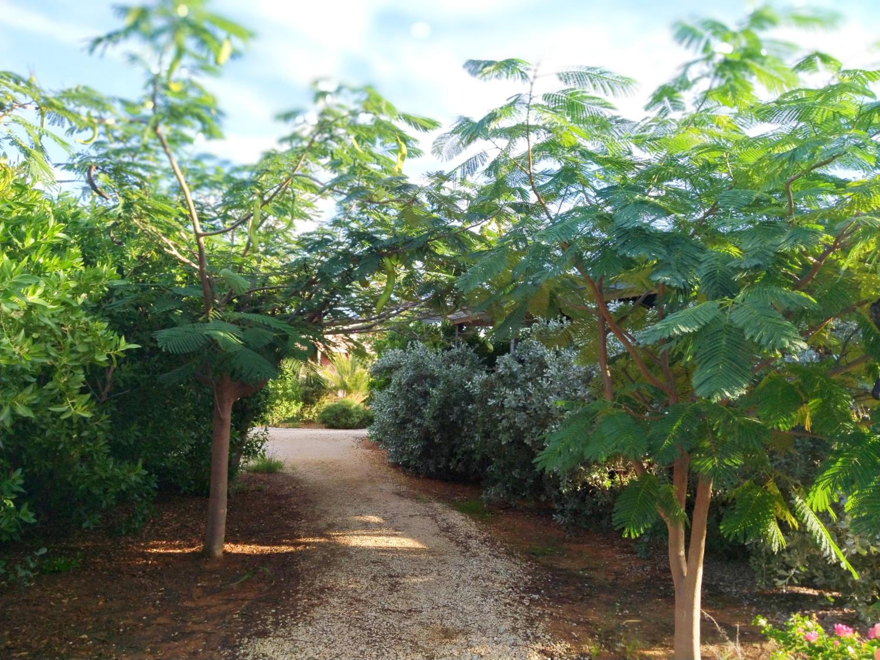 Red Palm Village