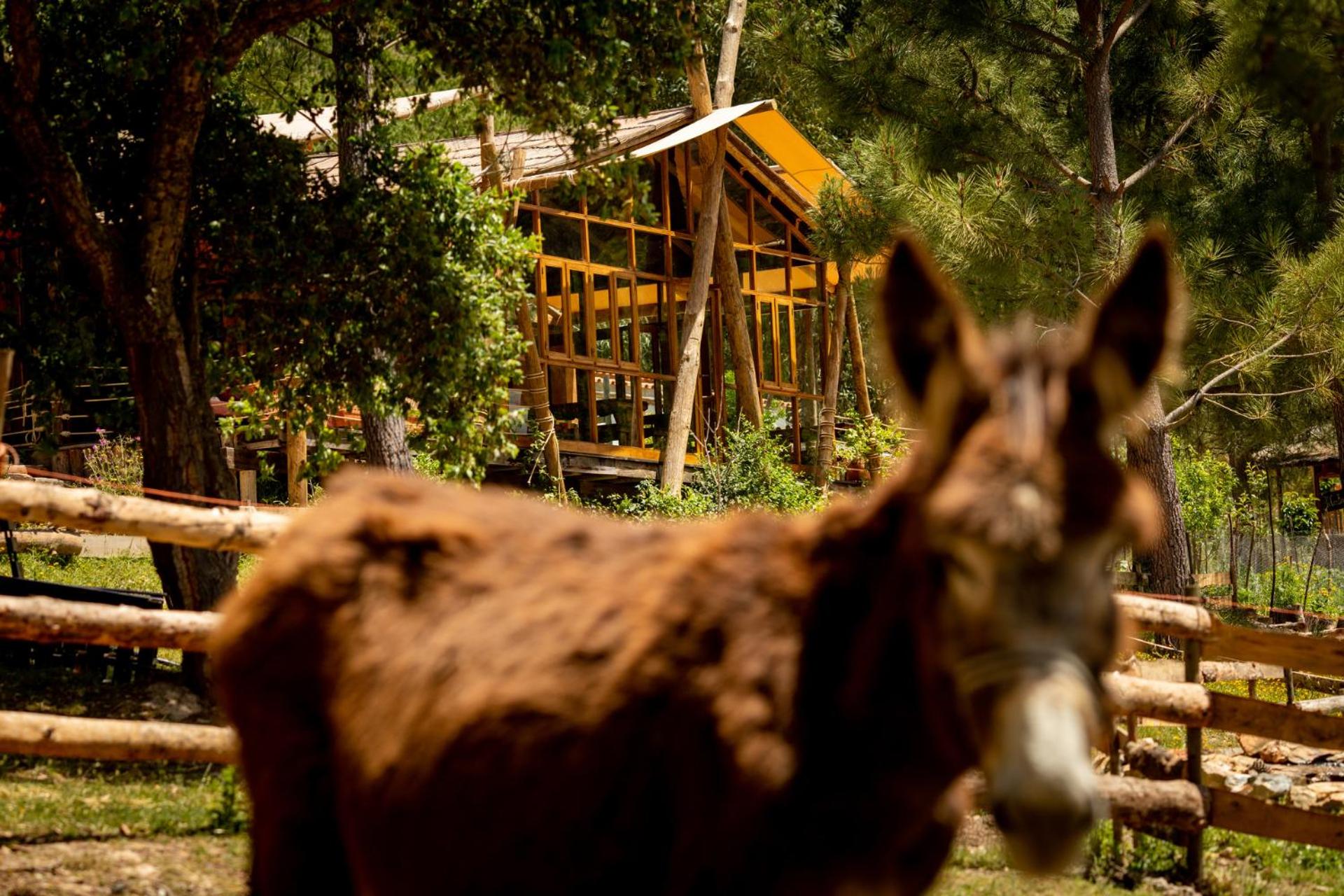 Quinta Alma - Ecological Retreat Farm, photo 59
