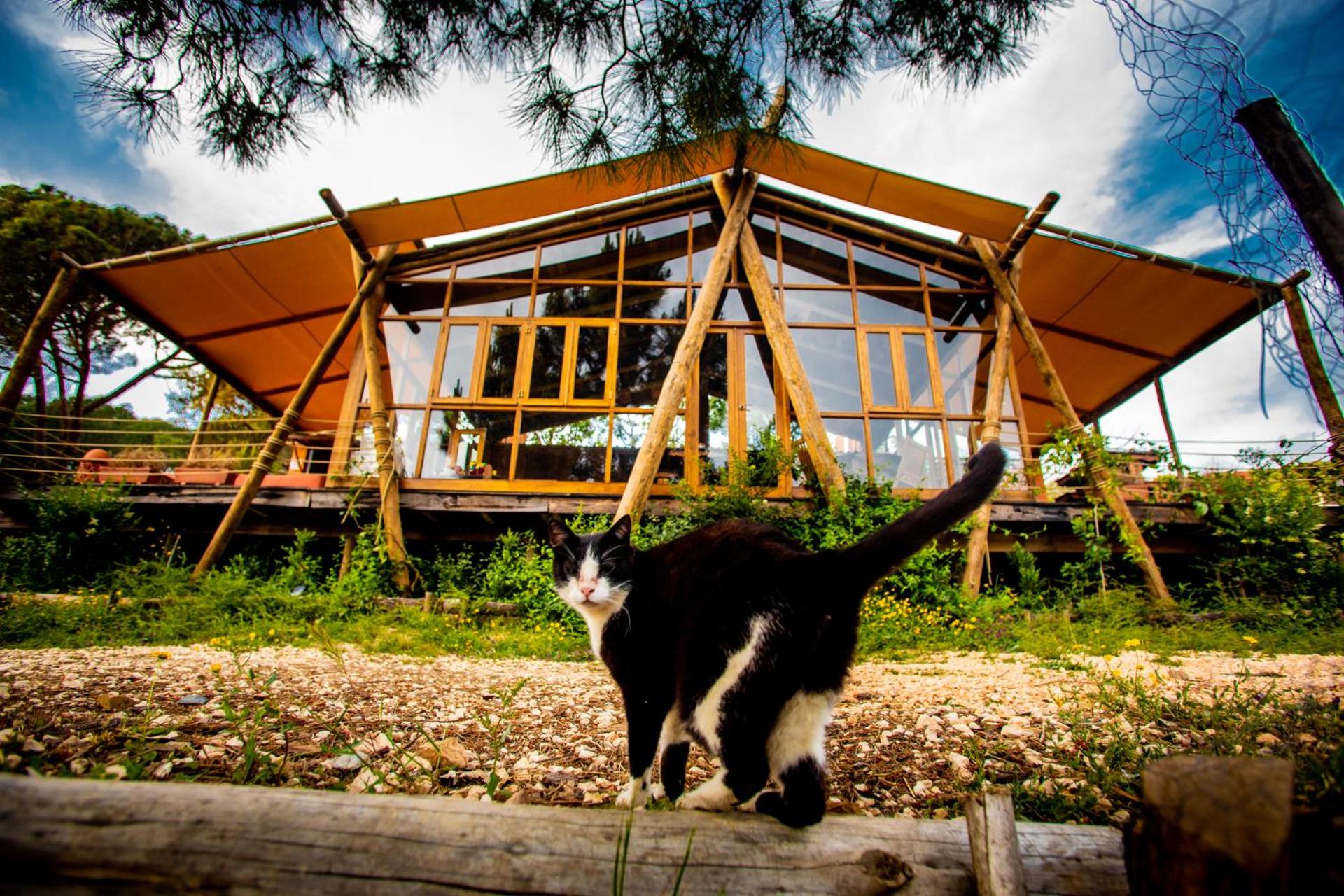 Quinta Alma - Ecological Retreat Farm, photo 68