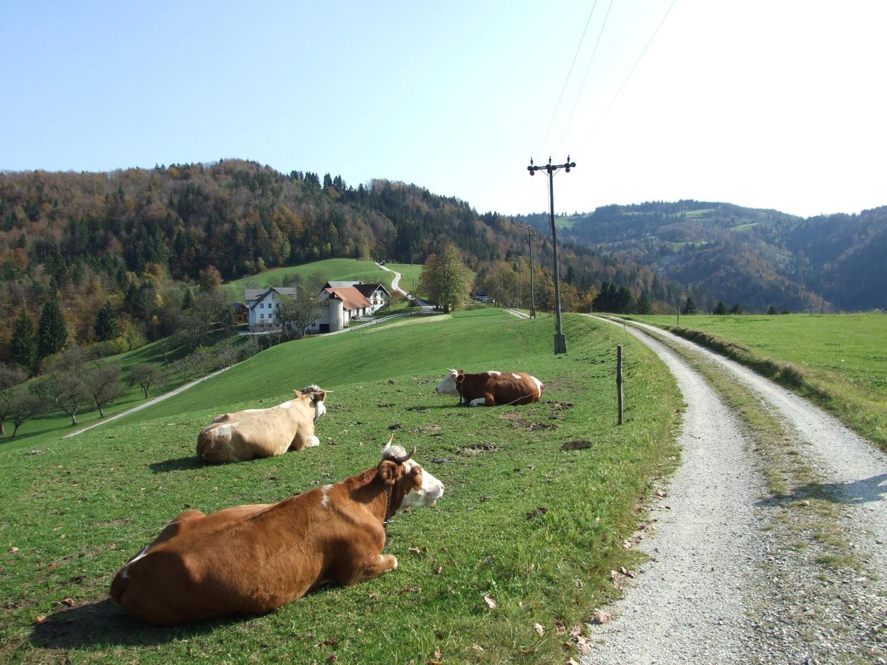 Tourist Farm Ljubica view 4