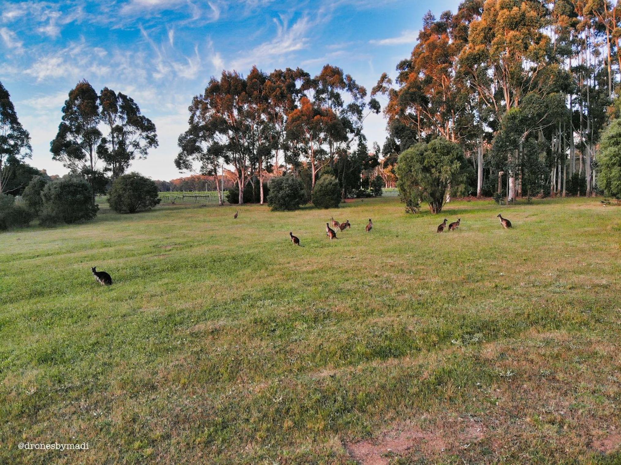 Harmony Forest Cottages & Lake side Lodge