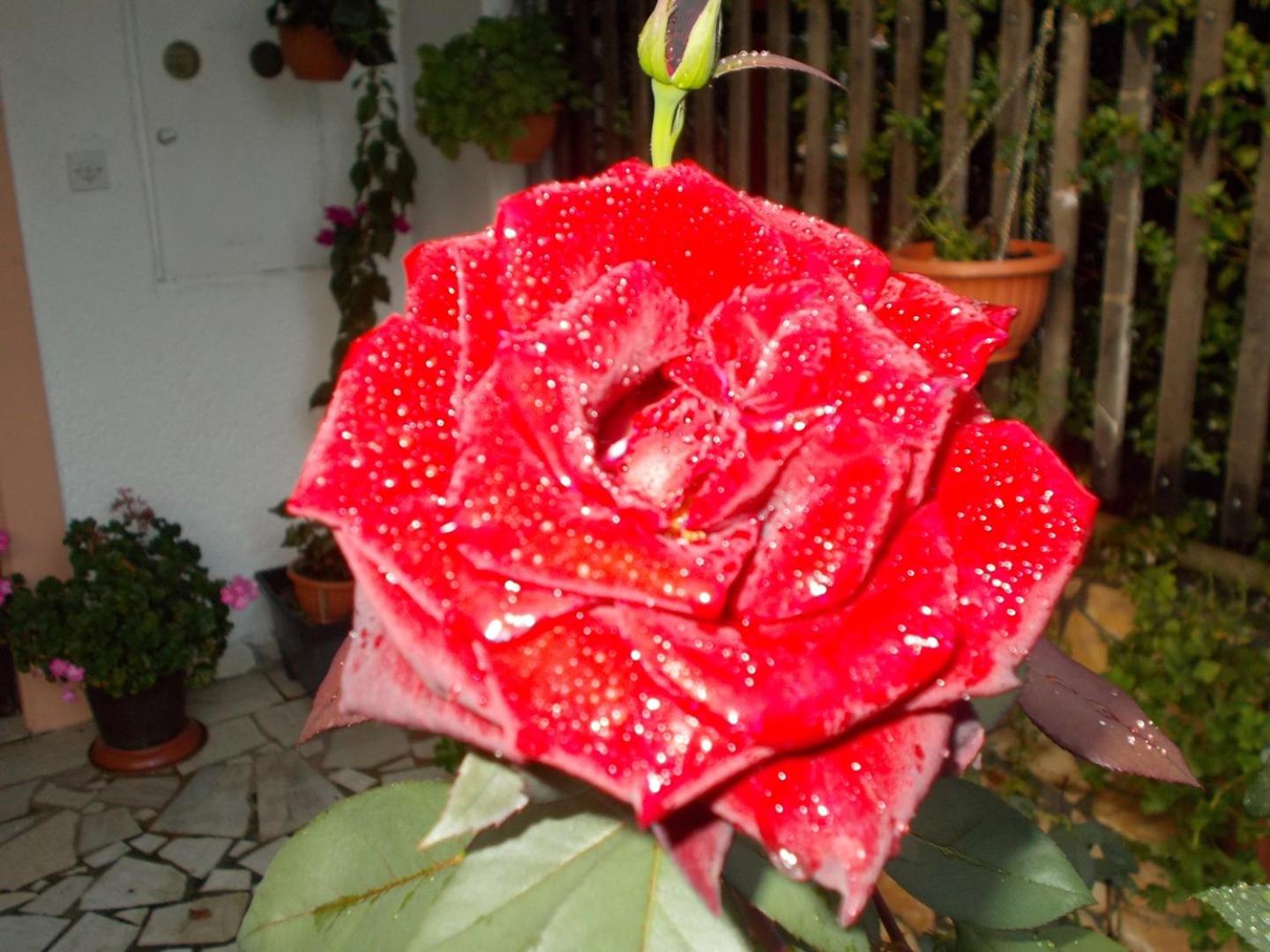 Apartment Dragana FAP 22 green oazis near the beach - Property Image 89