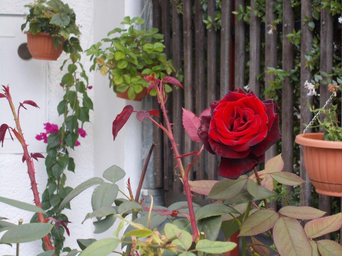 Apartment Dragana FAP 22 green oazis near the beach - Property Image 53