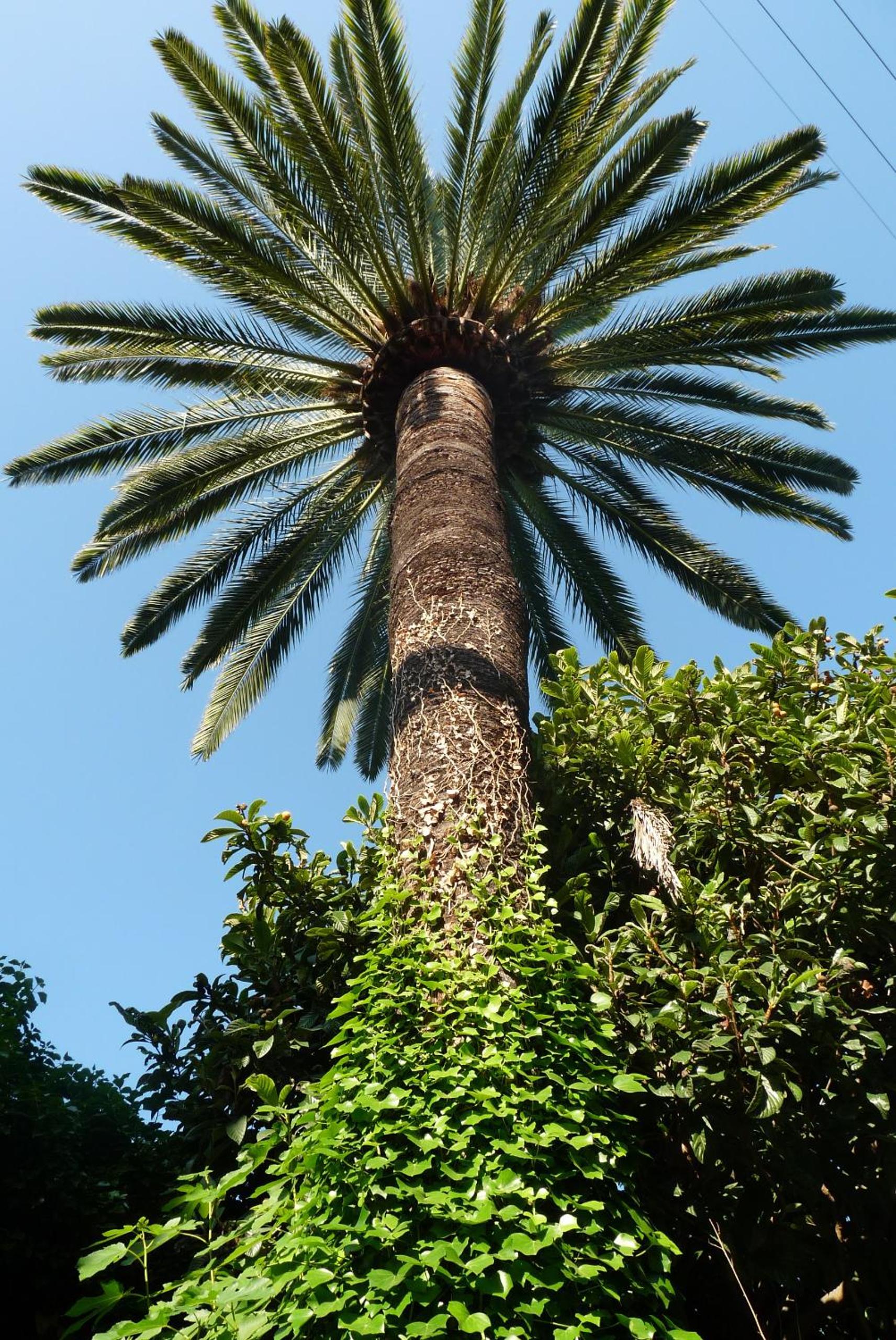 Photo 45