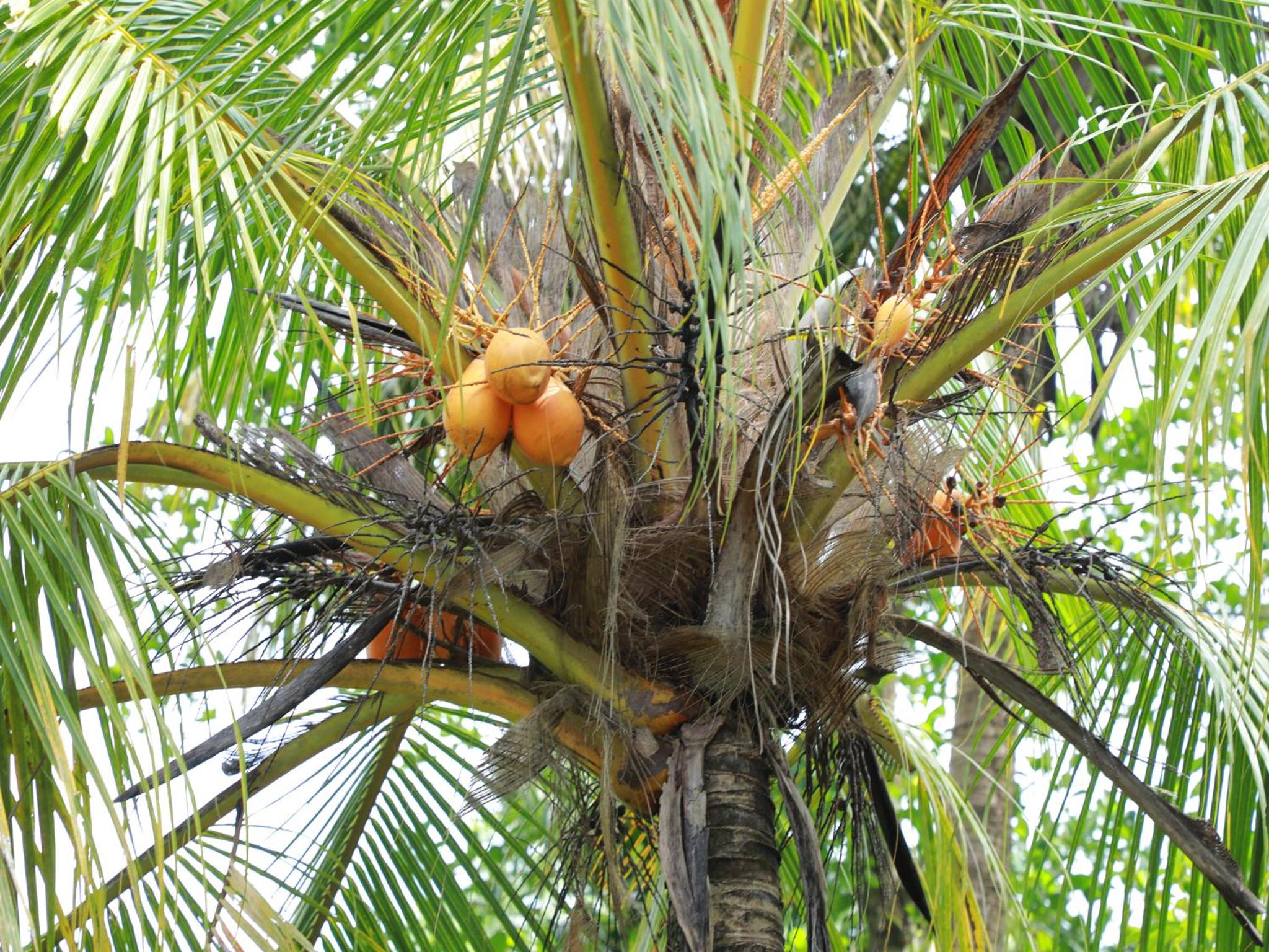 Le Palme Ahangama