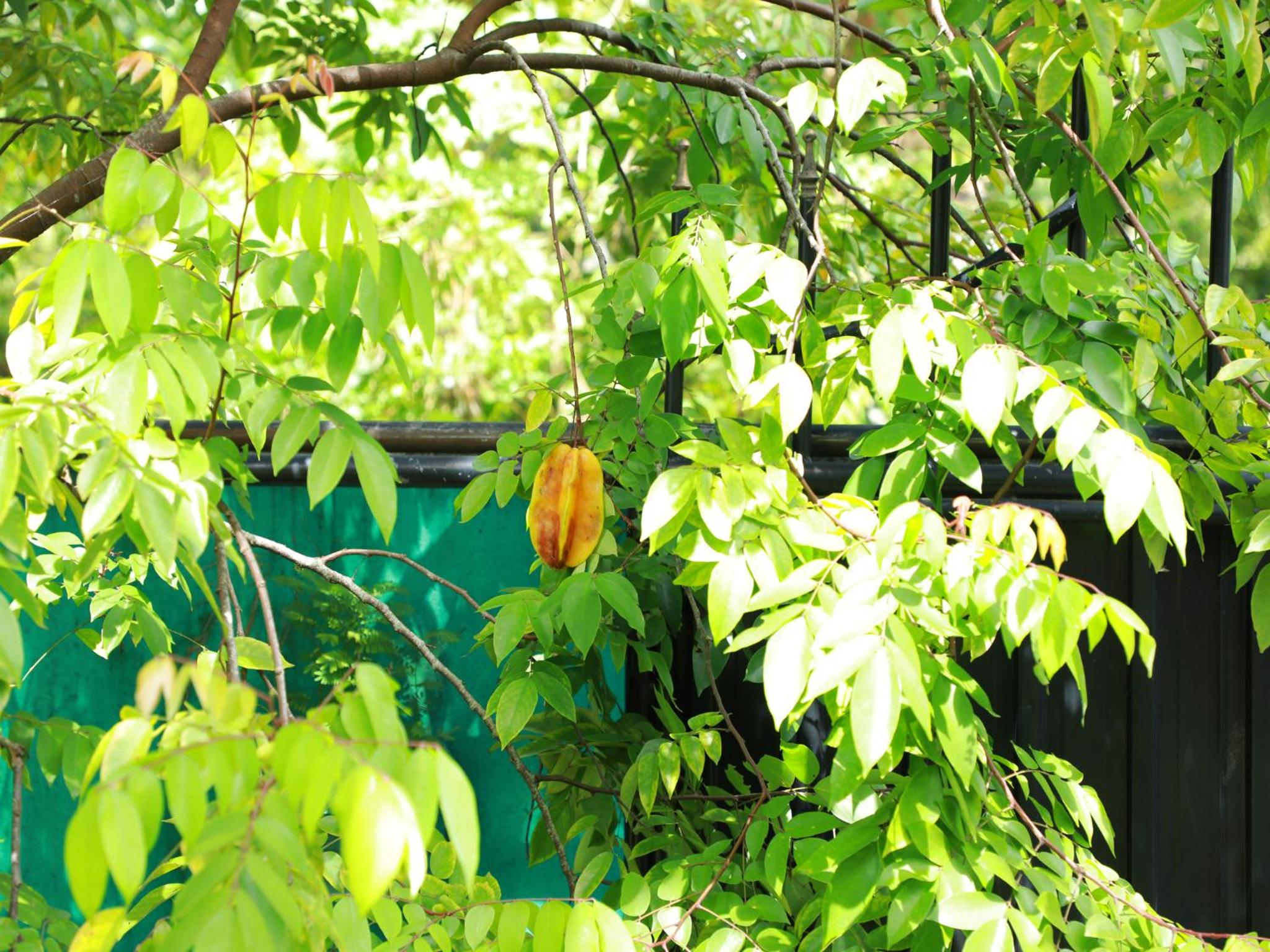 Le Palme Ahangama