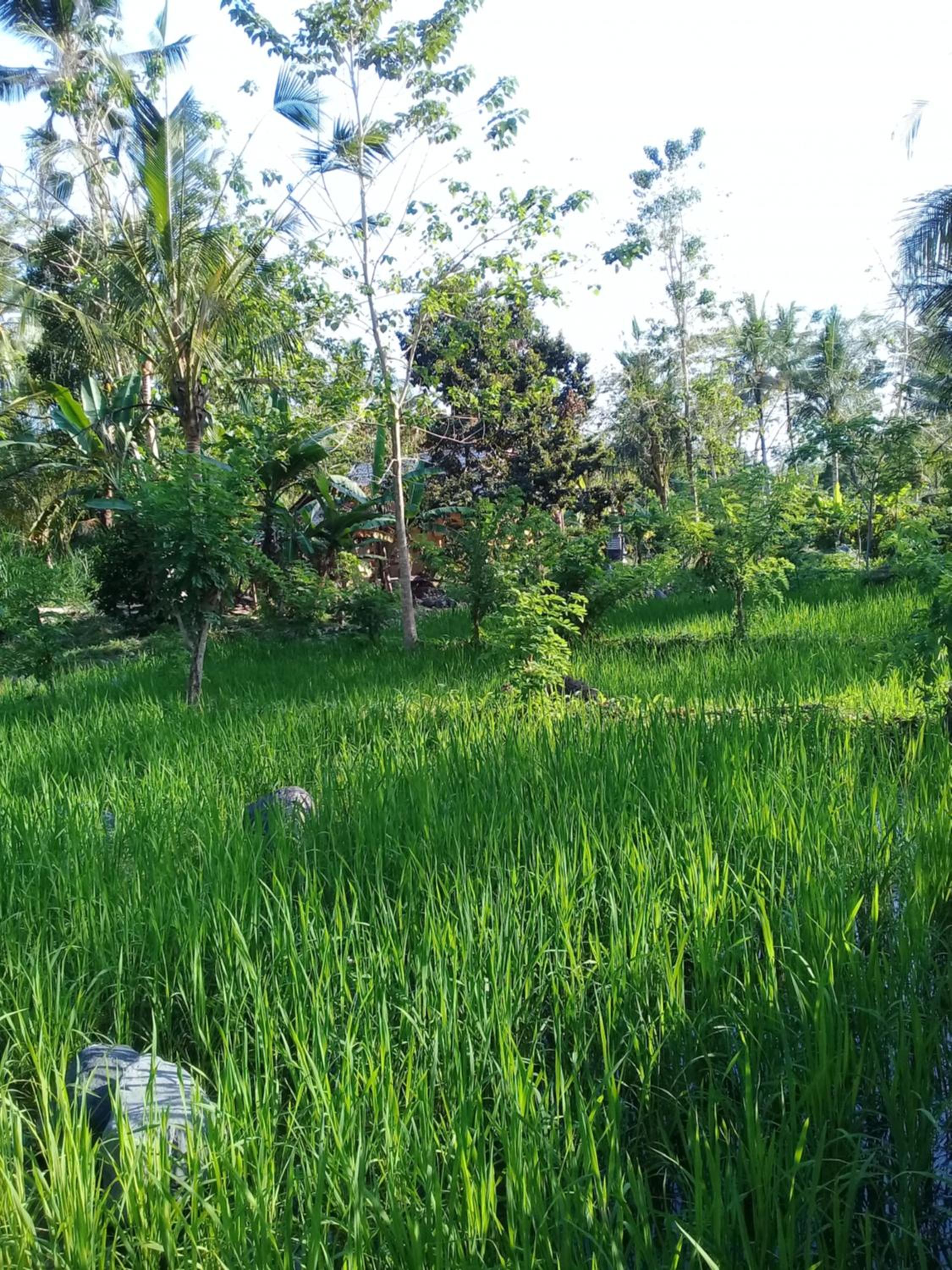 Loka Amertha view 4