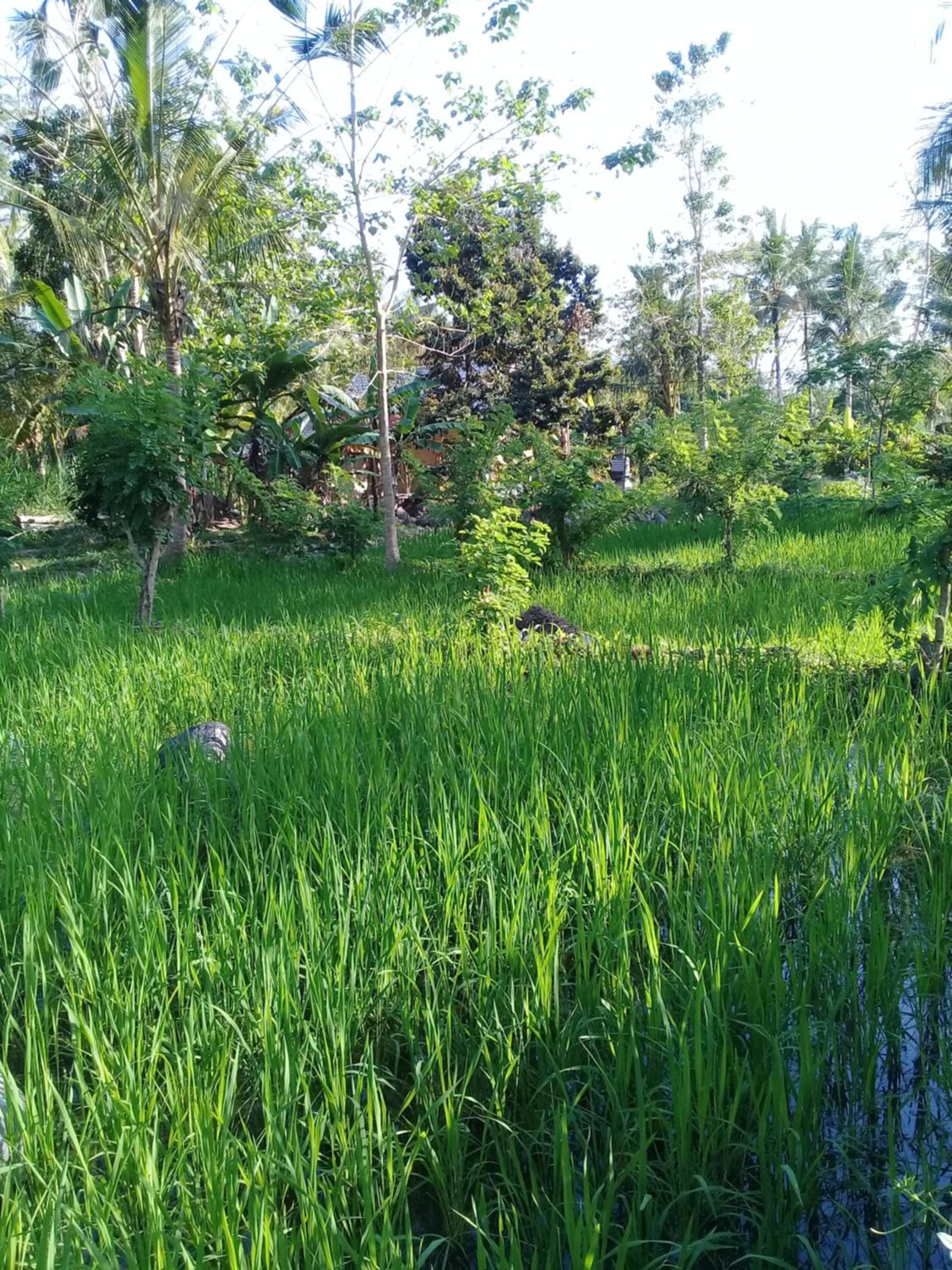 Loka Amertha view 3