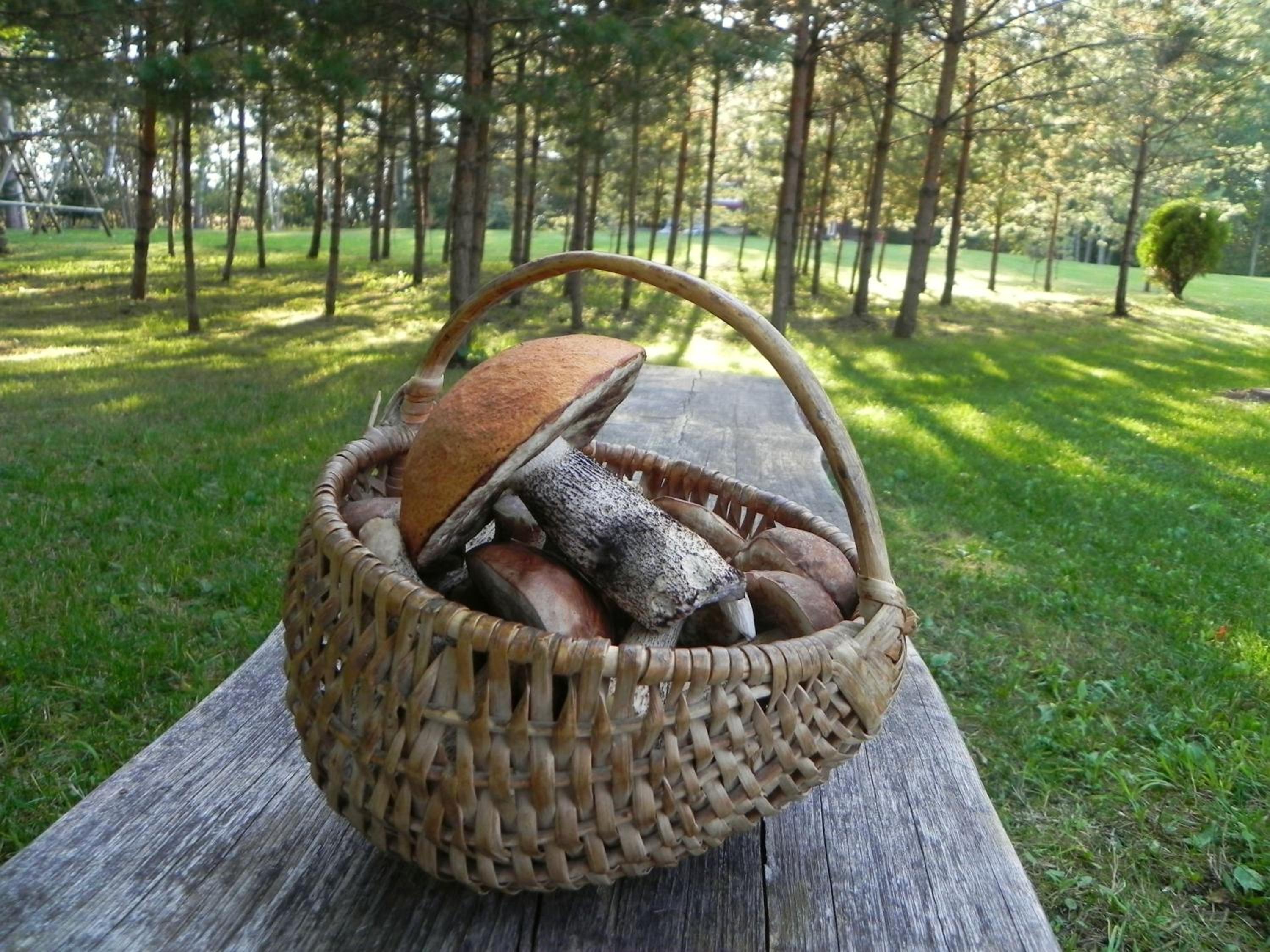 Photo 41