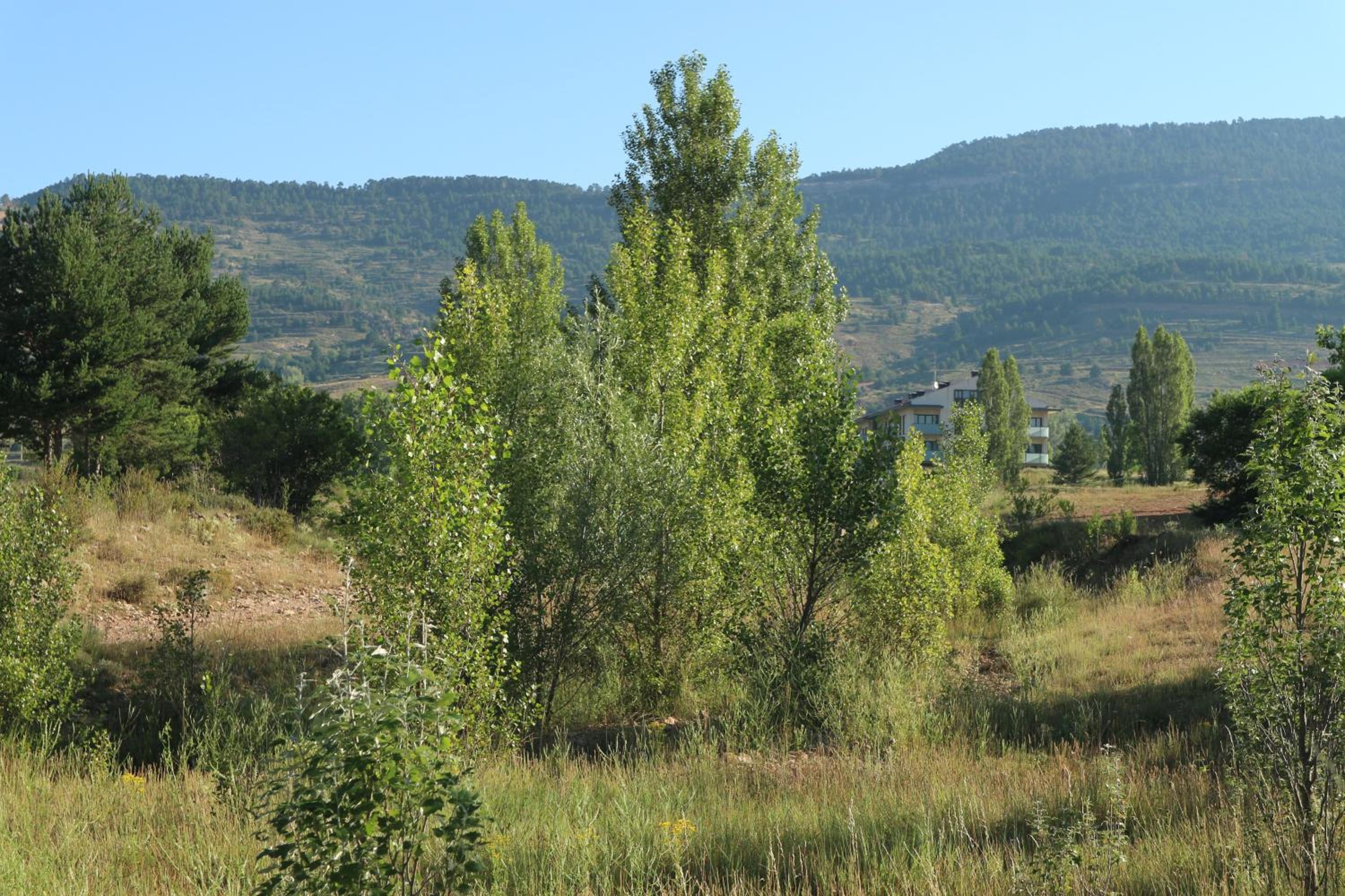 Photo 37