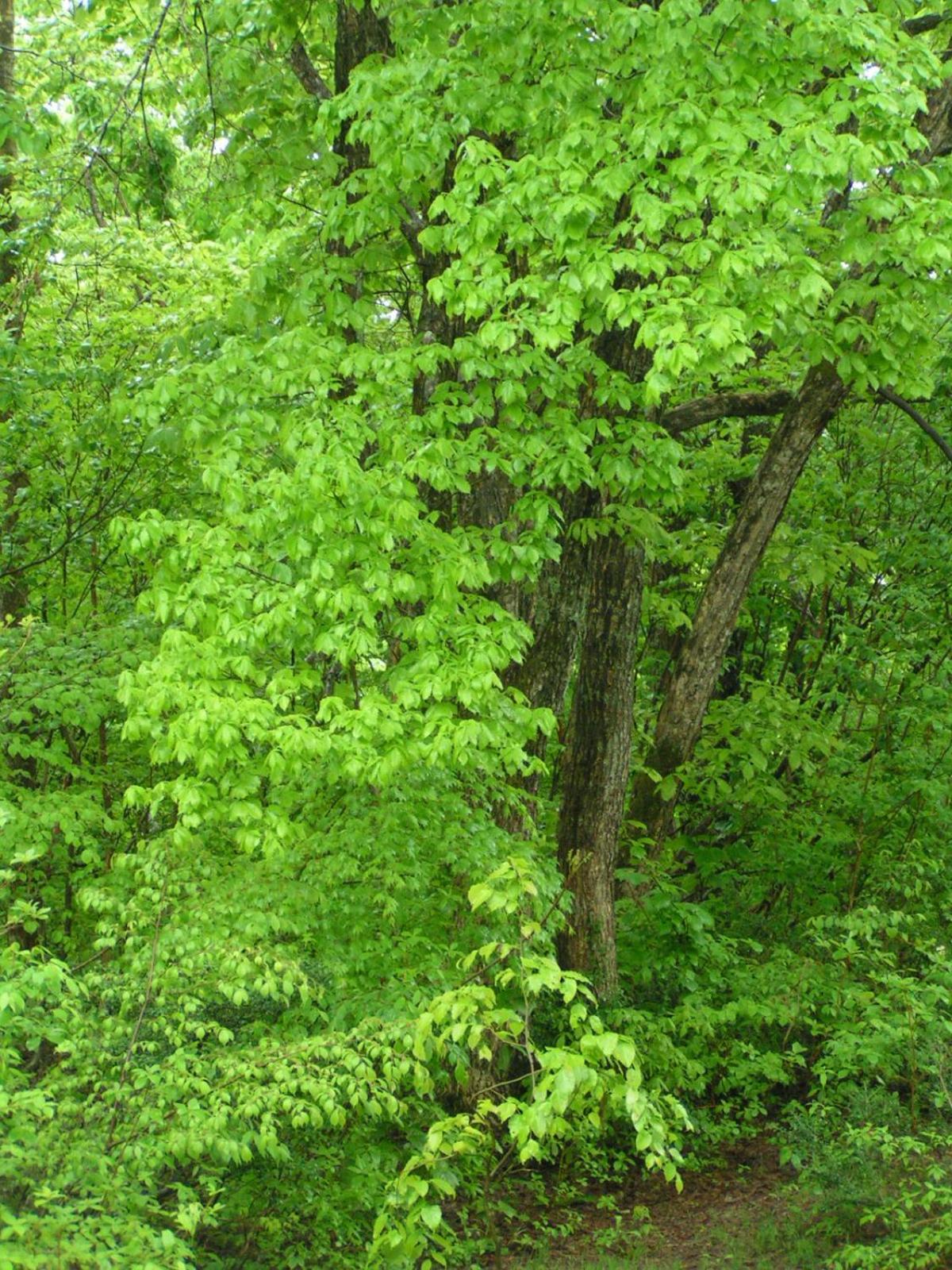 Madarao Elm Pension