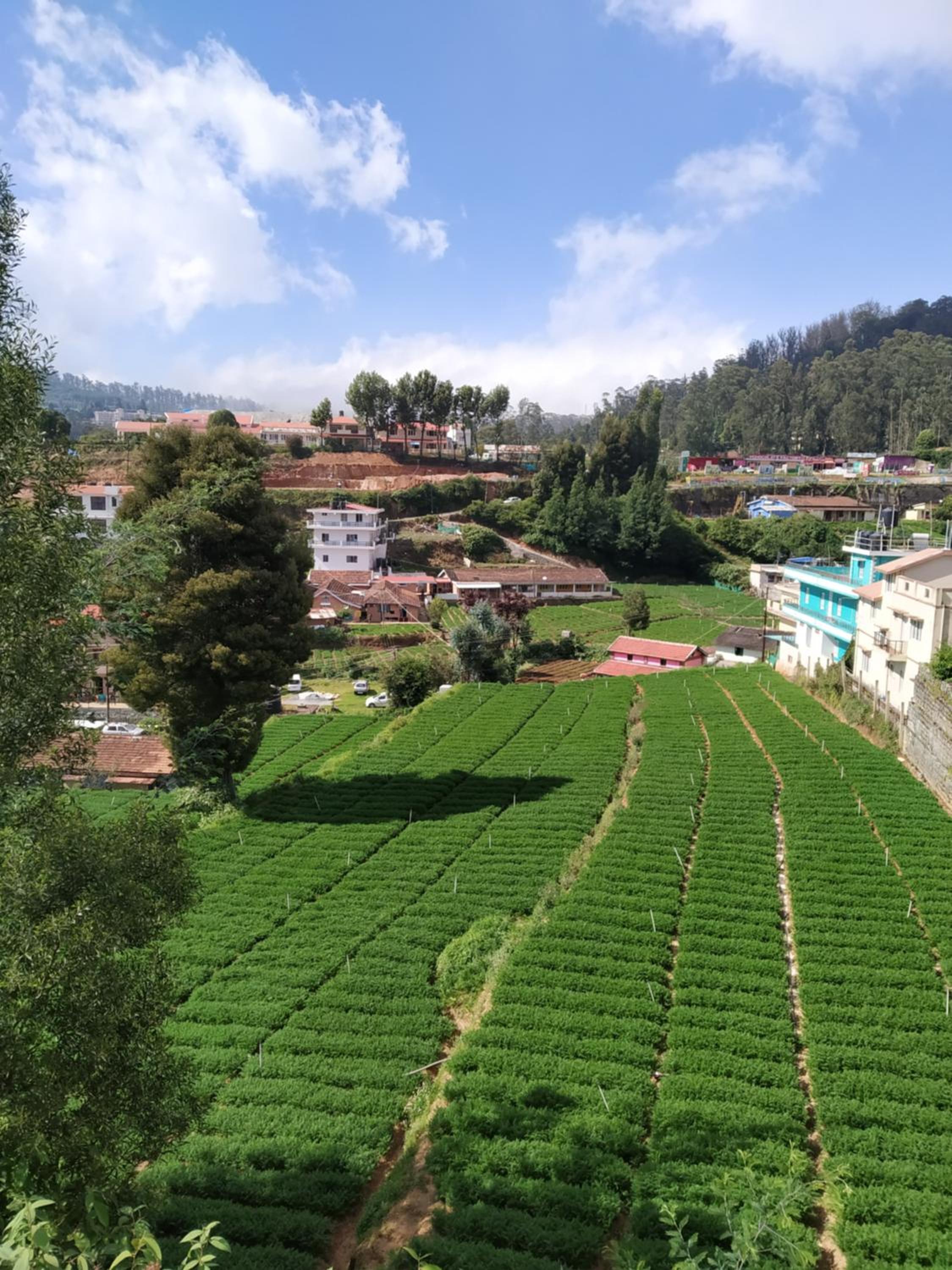 A Ooty Honey Huts