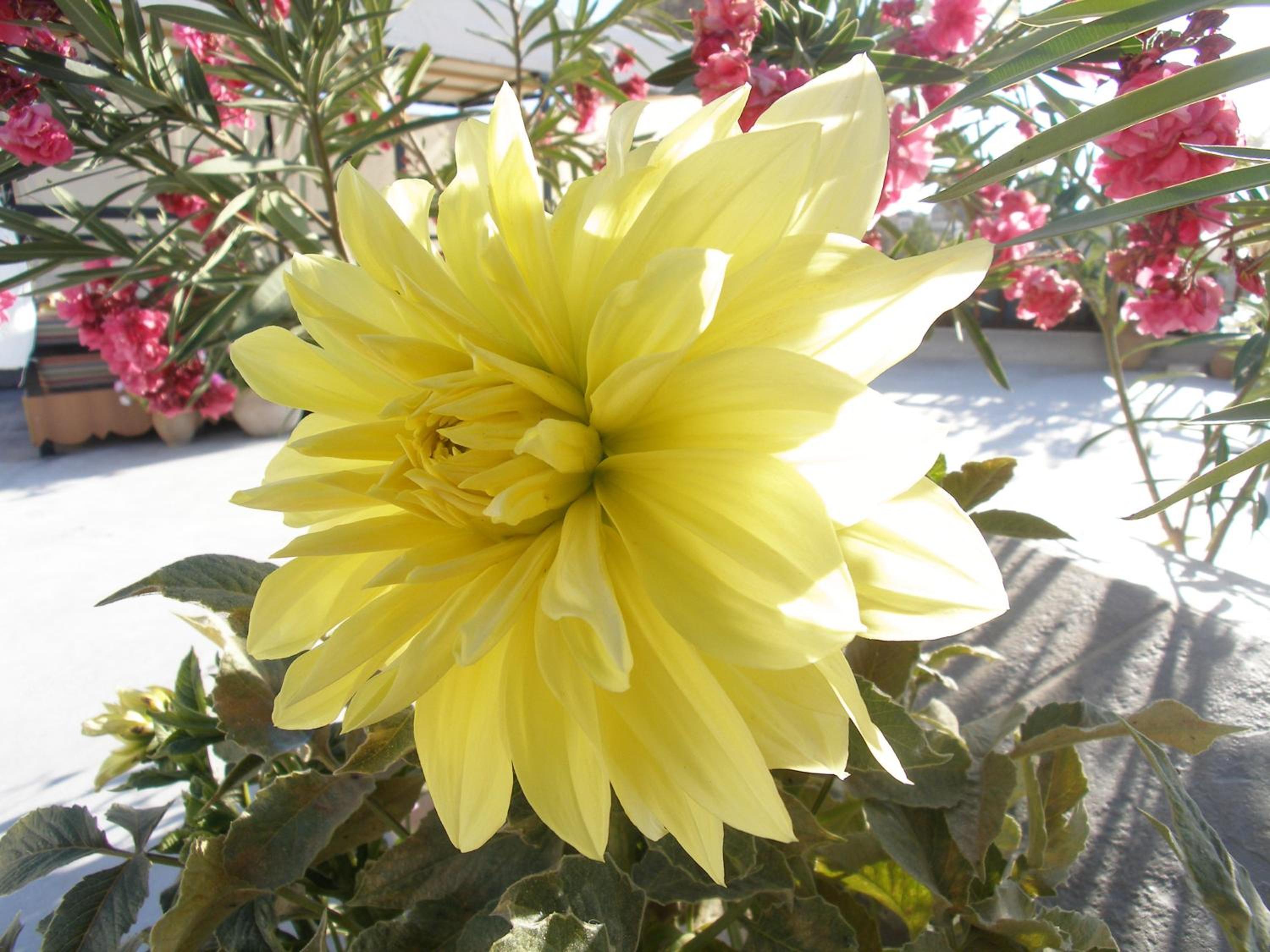 Arch Palace - Image 13