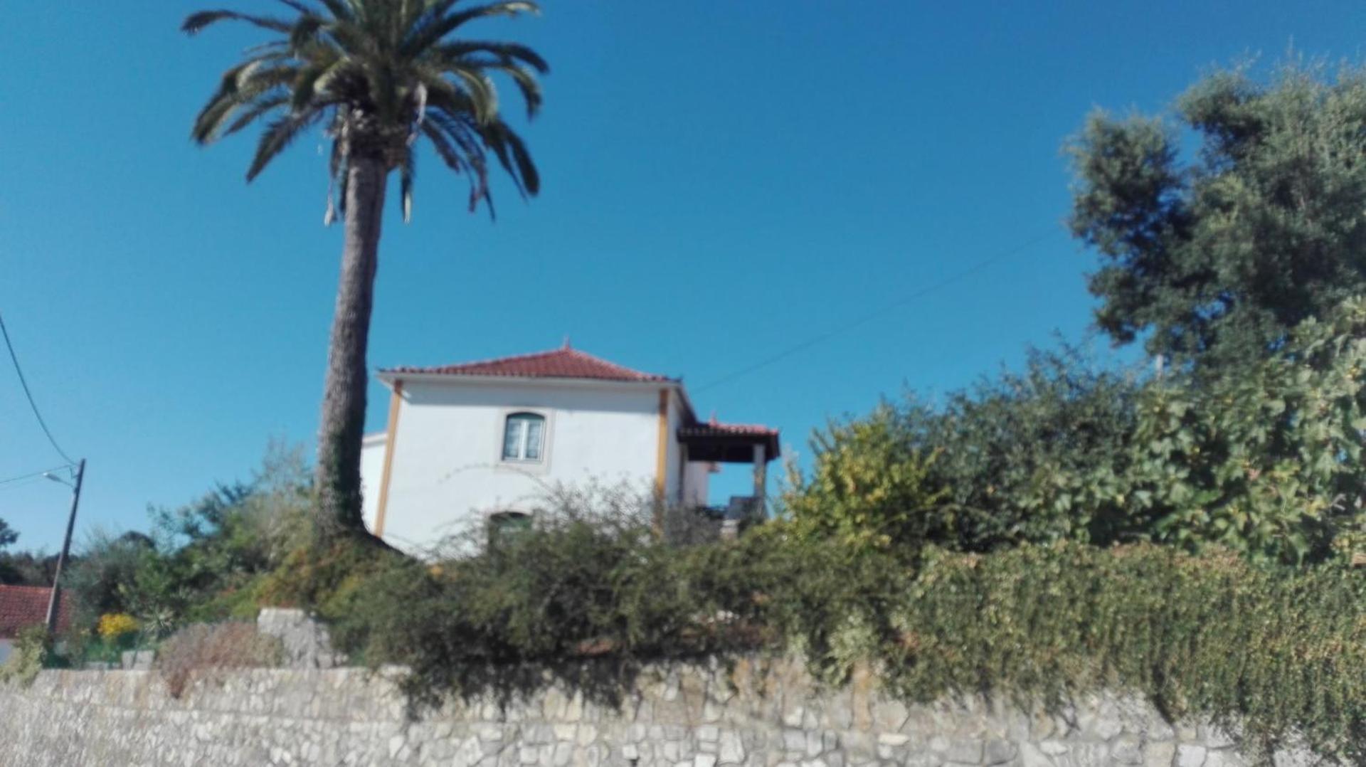 Casa da Palmeira view 4