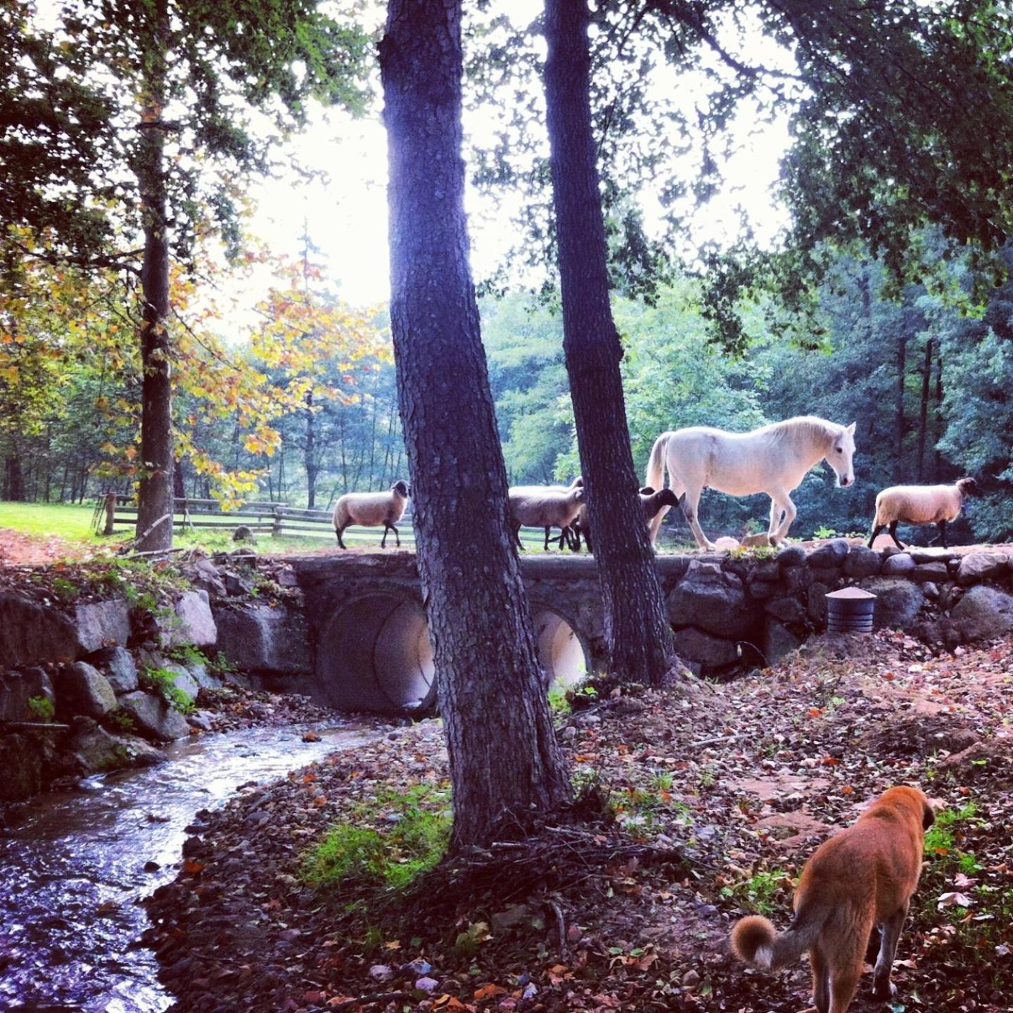 Photo 46