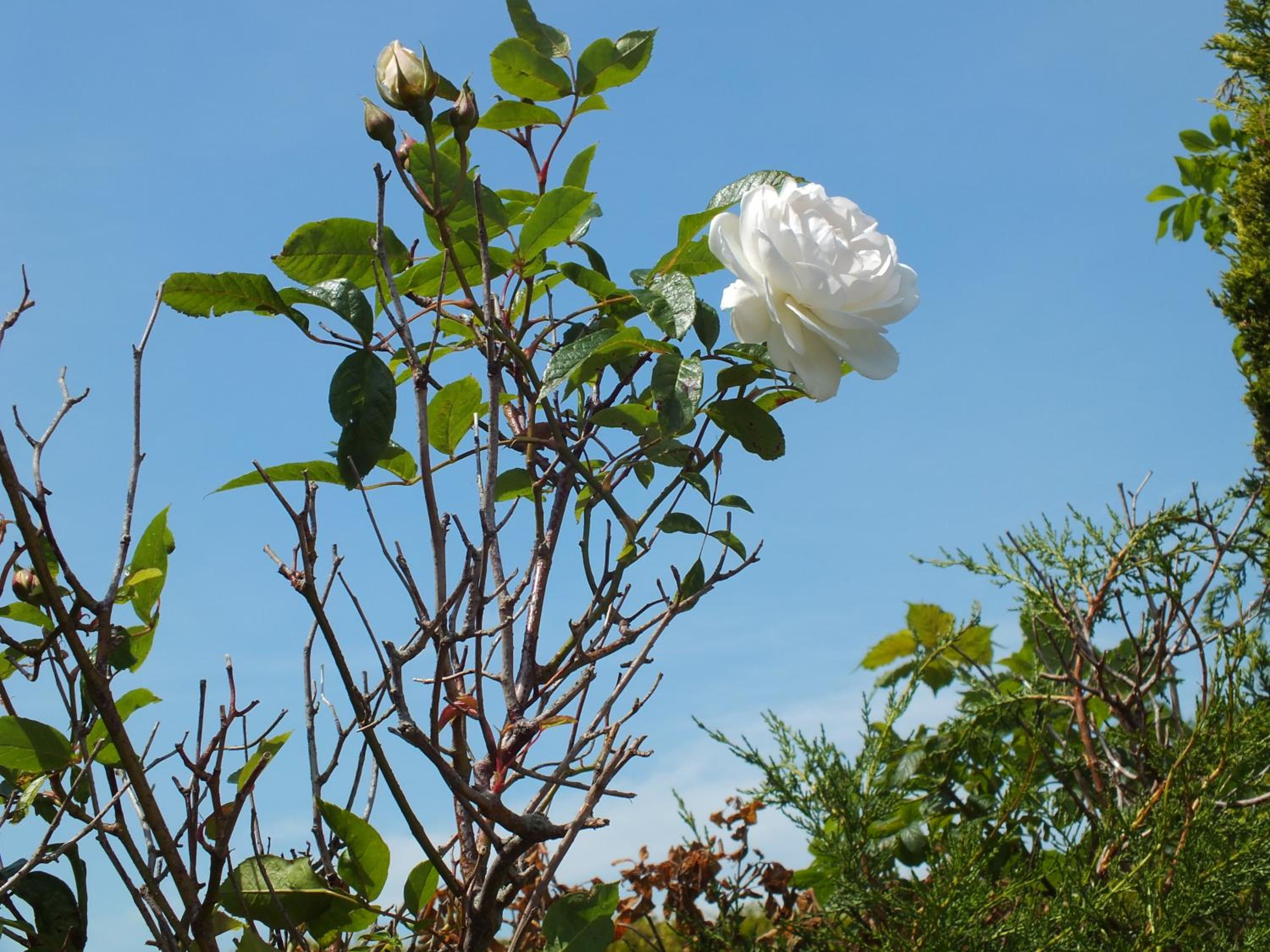 Rose Cottage