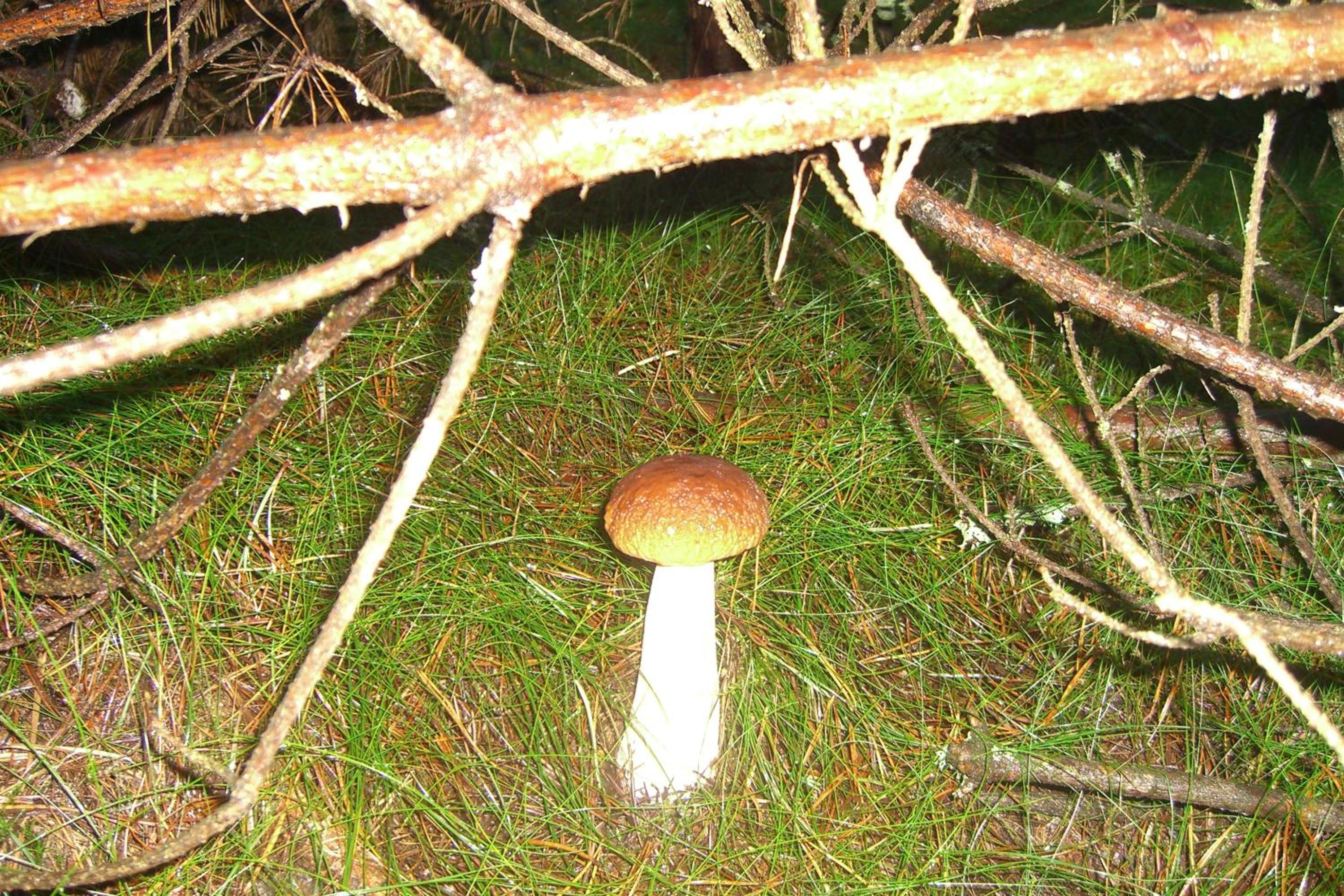 Photo 45