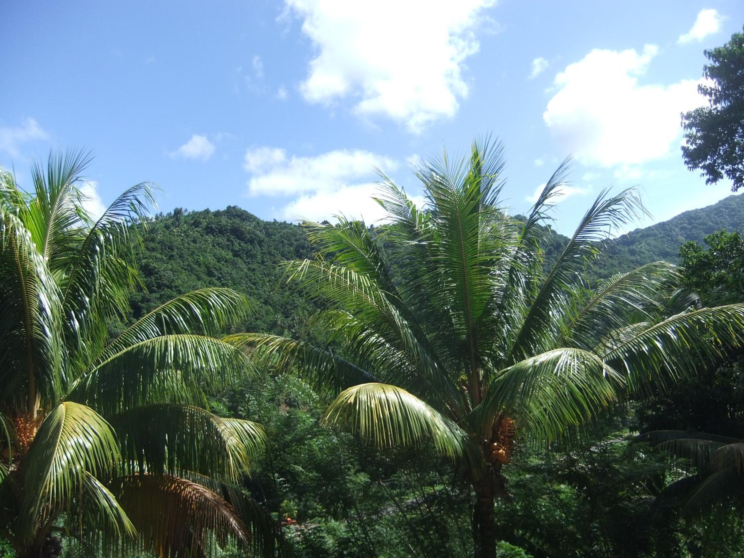 Serenity Lodges Dominica - Photo 32