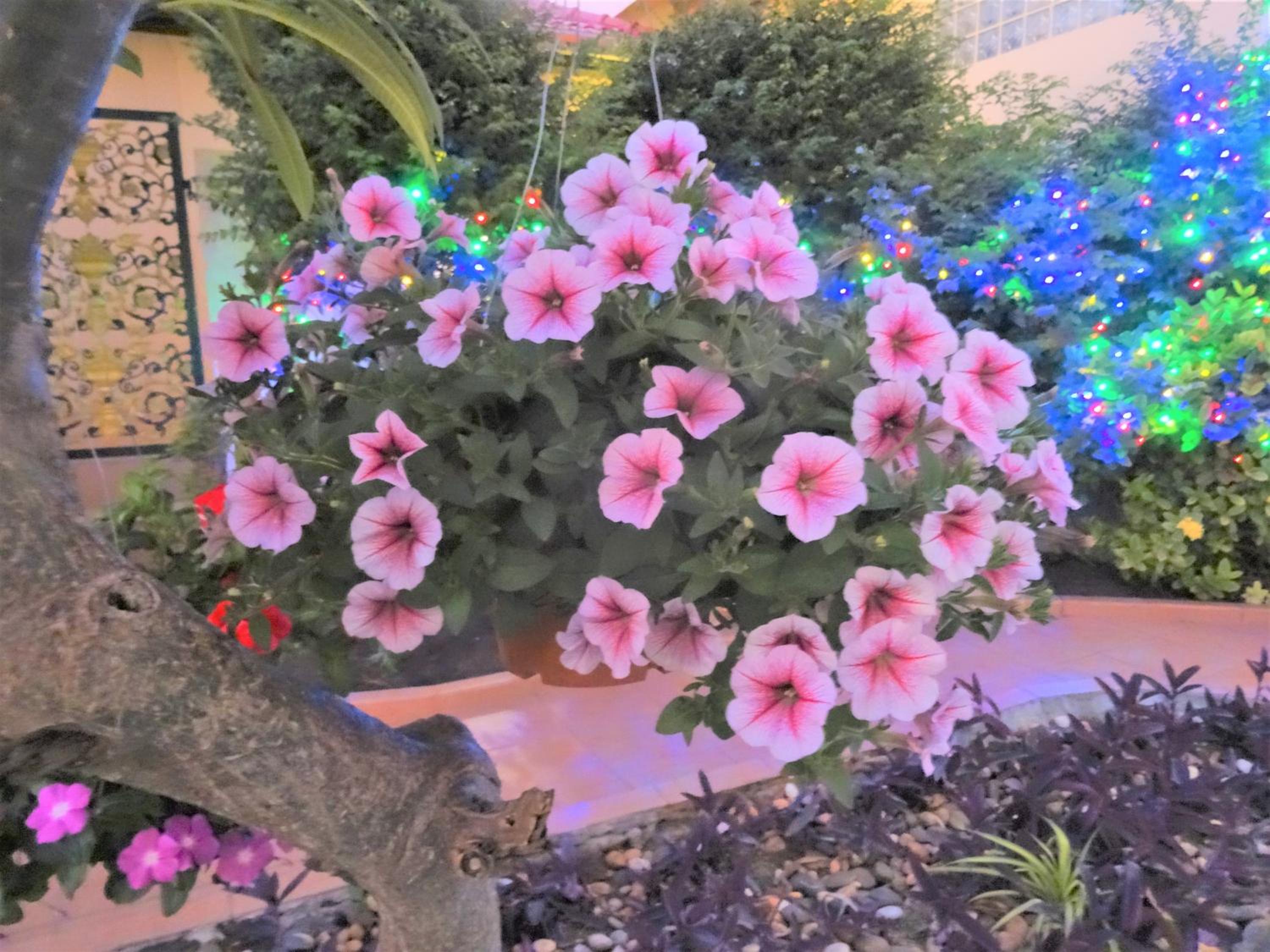 Photo 43