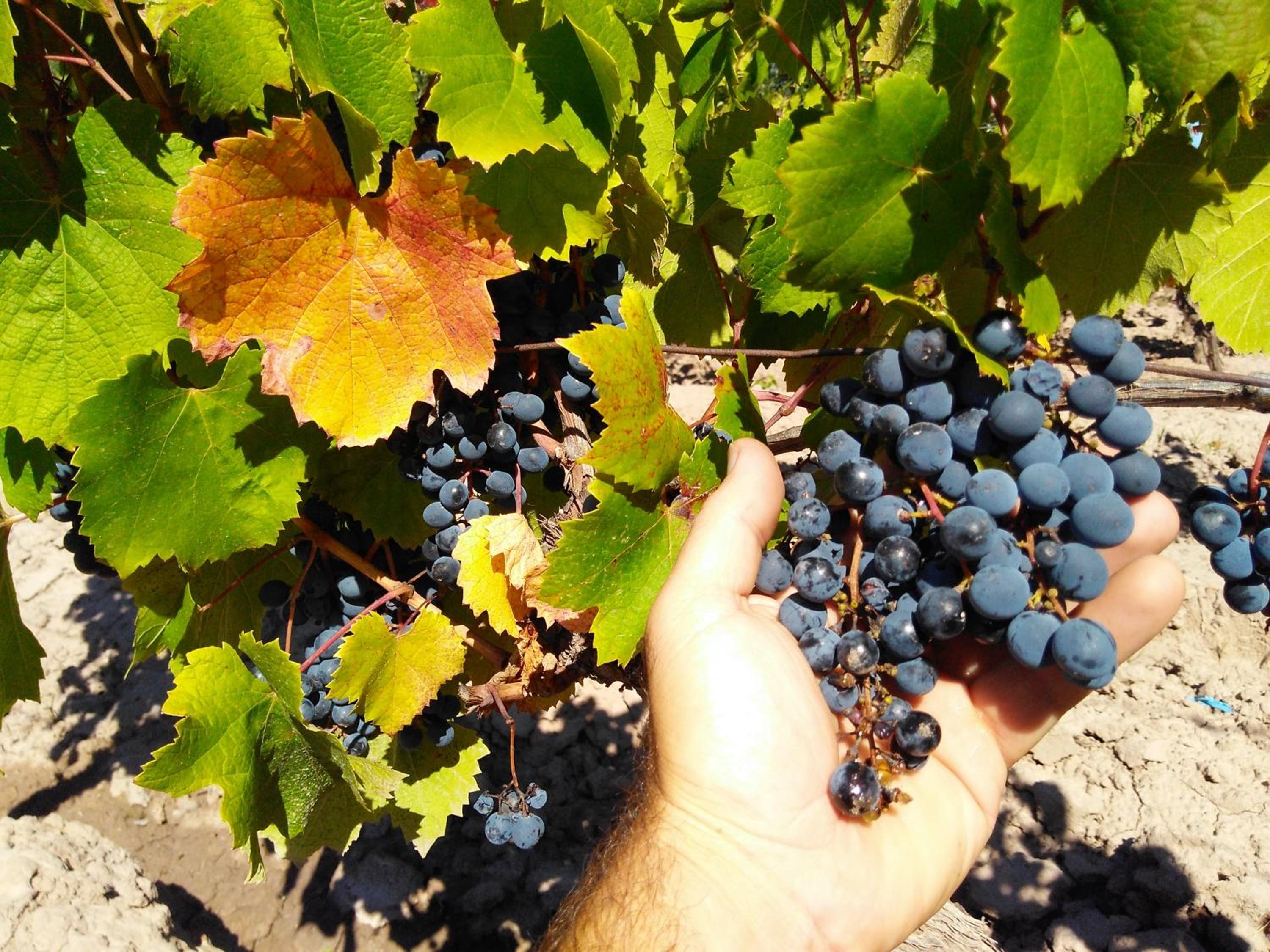 Finca Mula