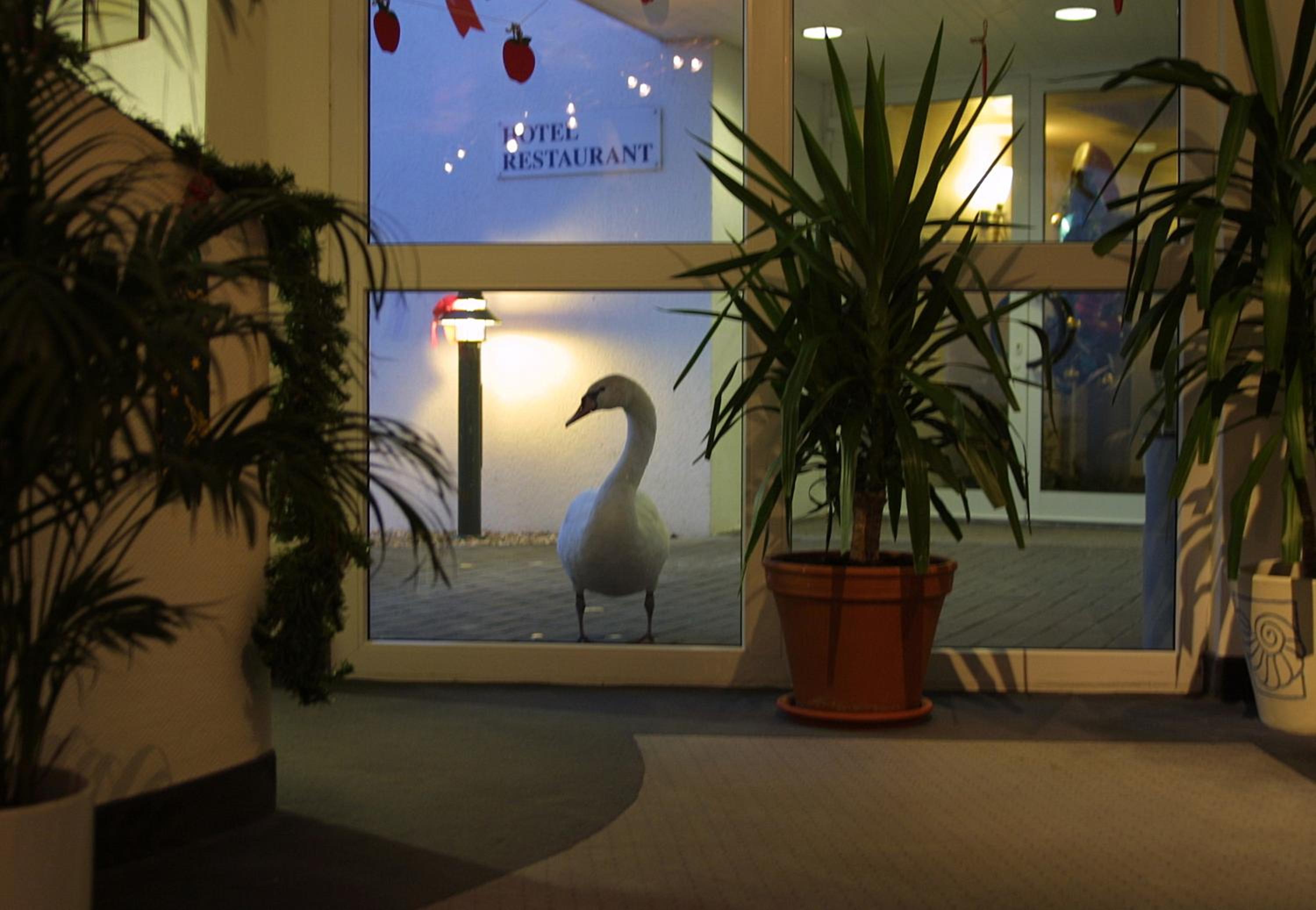 Seehotel Luisenhof - Property Image 53