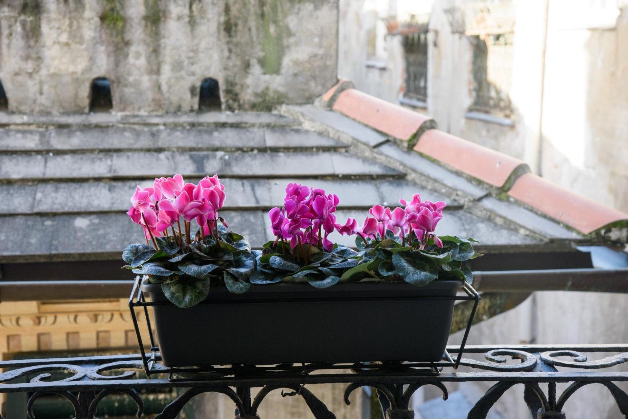 B&B Piccoli Leoni