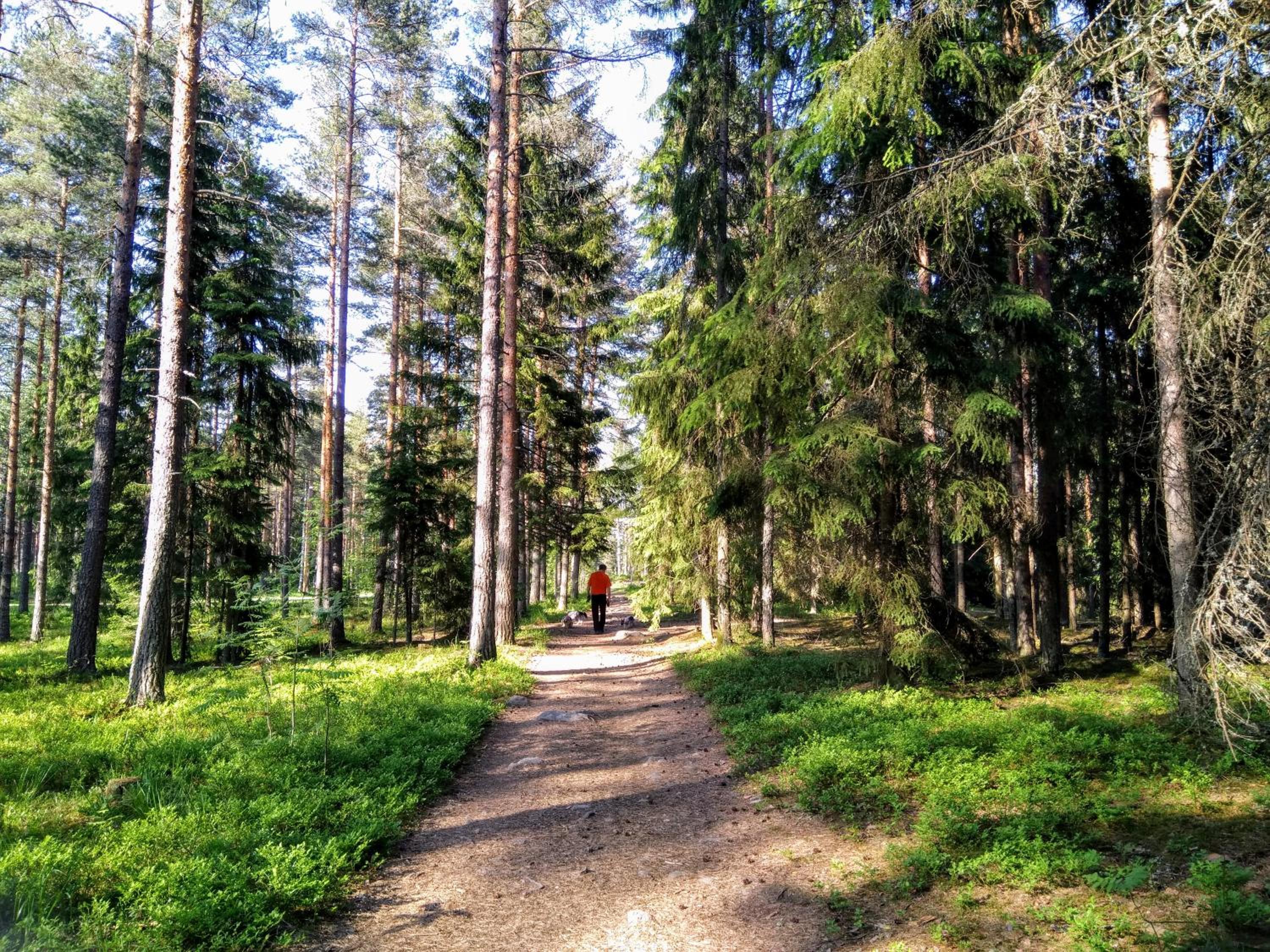 Pinjakoti