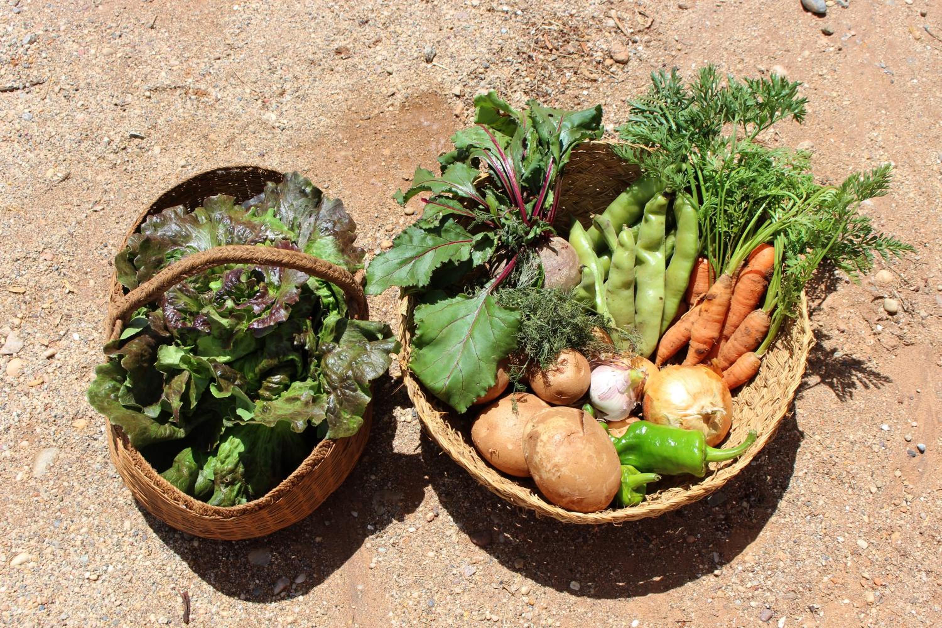 Cortijo La Molina de Cabo de Gata - Property Image 3