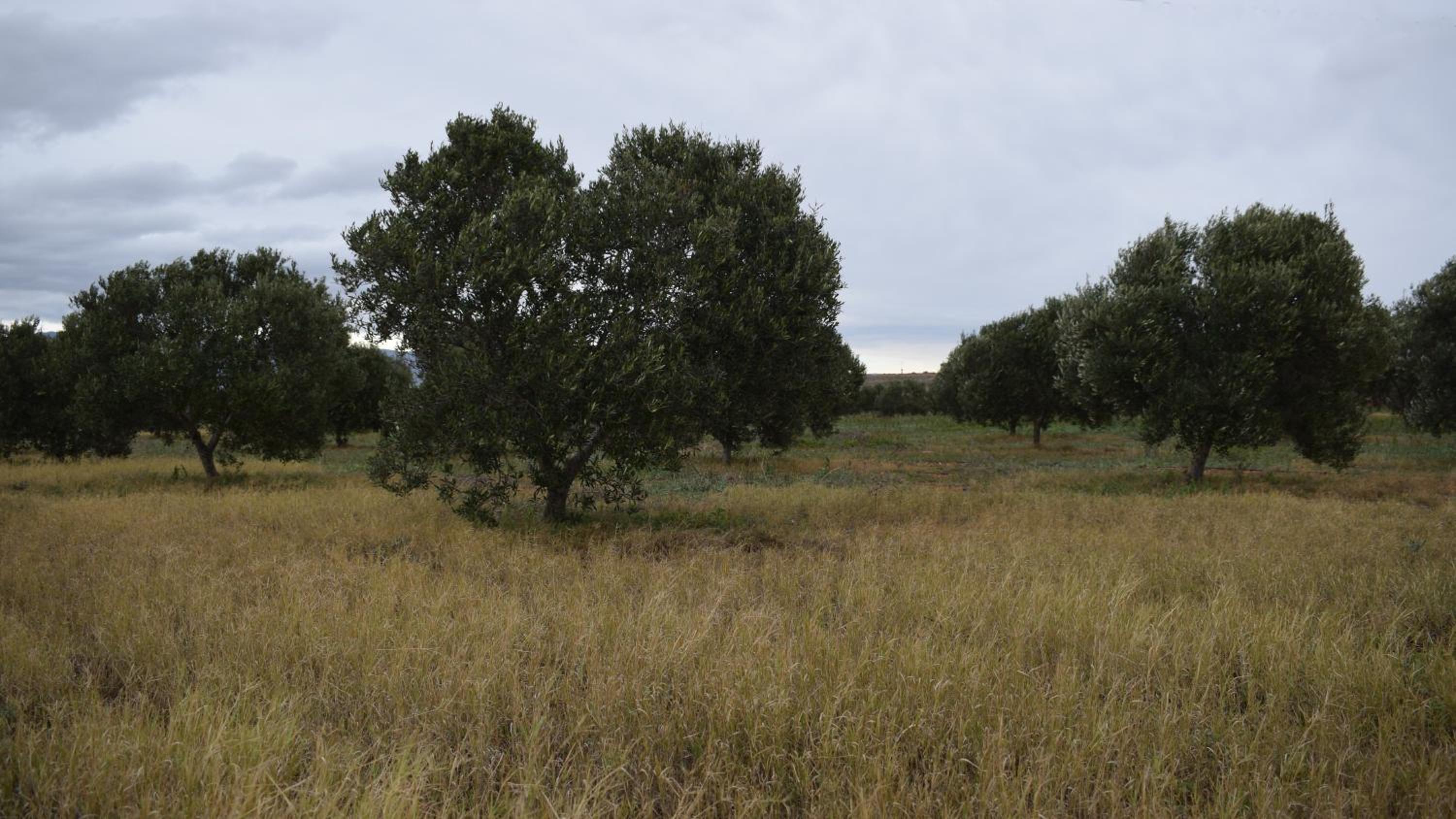 Cortijo La Molina de Cabo de Gata - Property Image 26