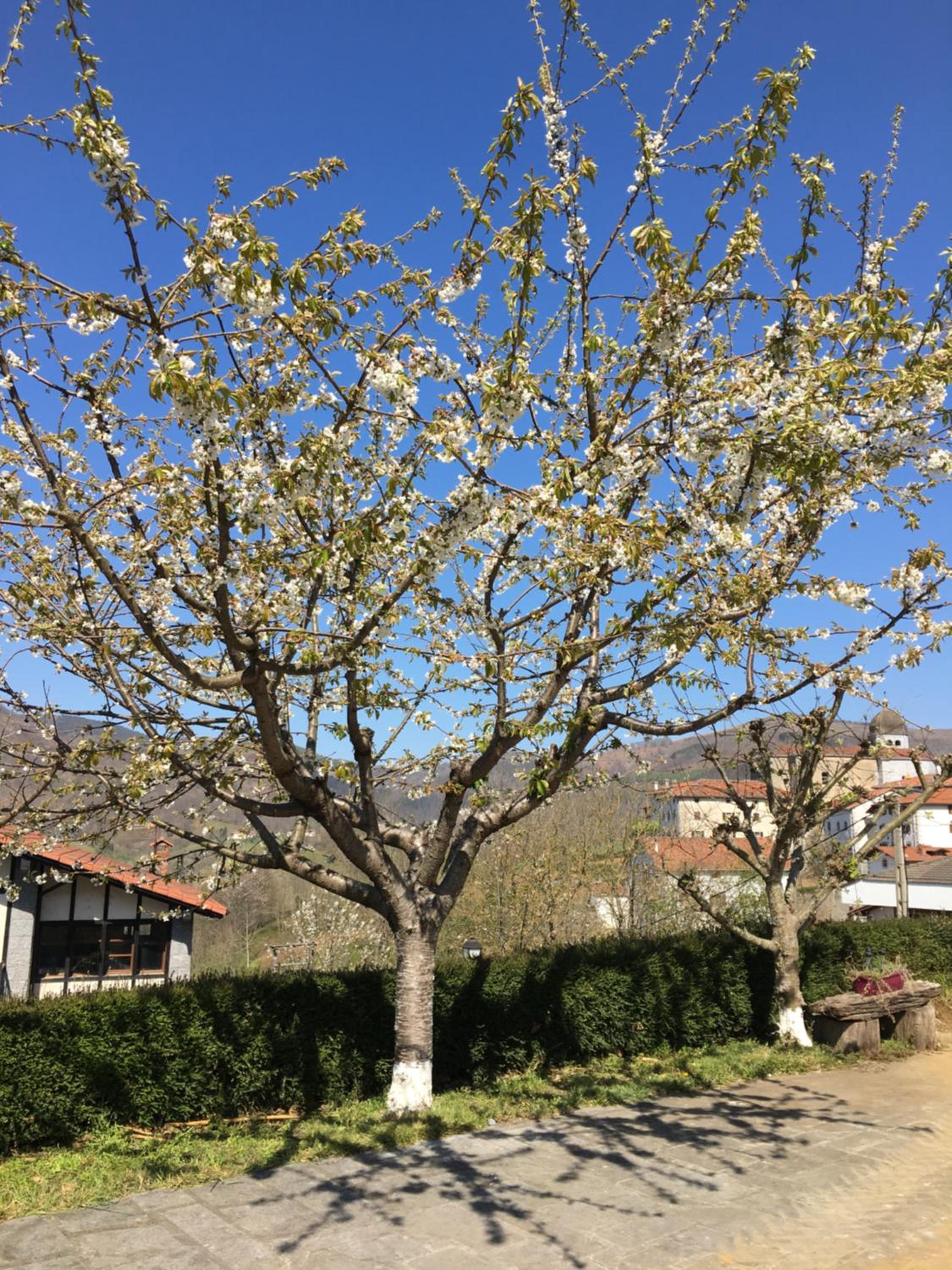 Photo 31