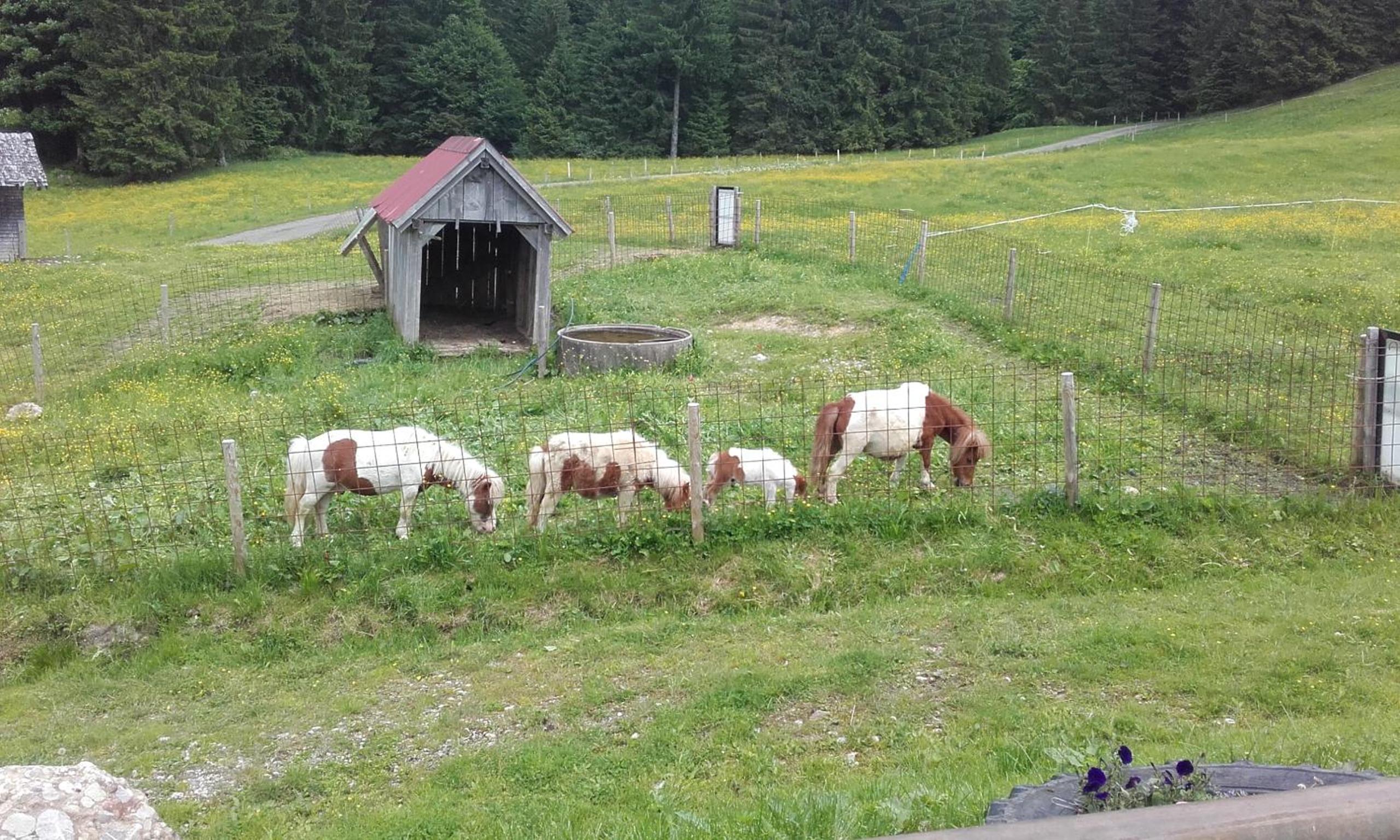 Jausenstation Neuschwand