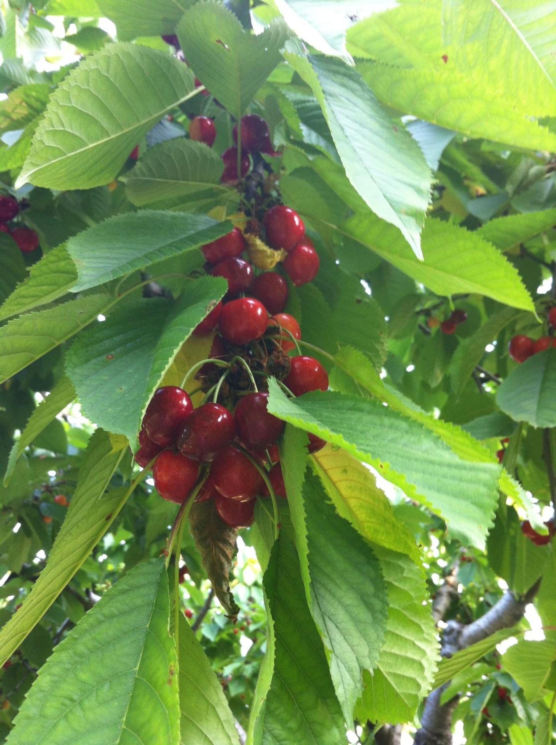 Photo 41