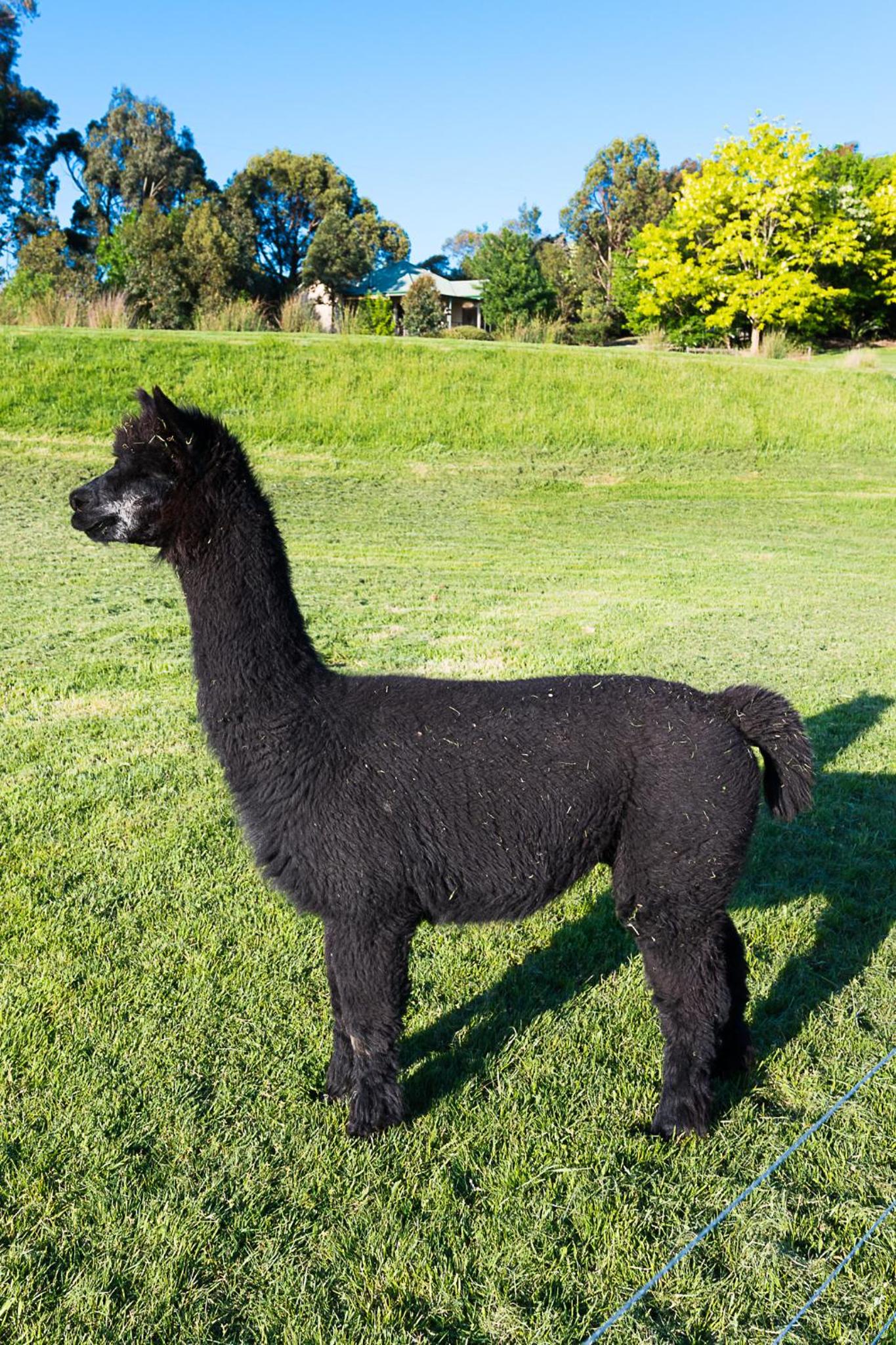 Raynella Alpaca Farmstay