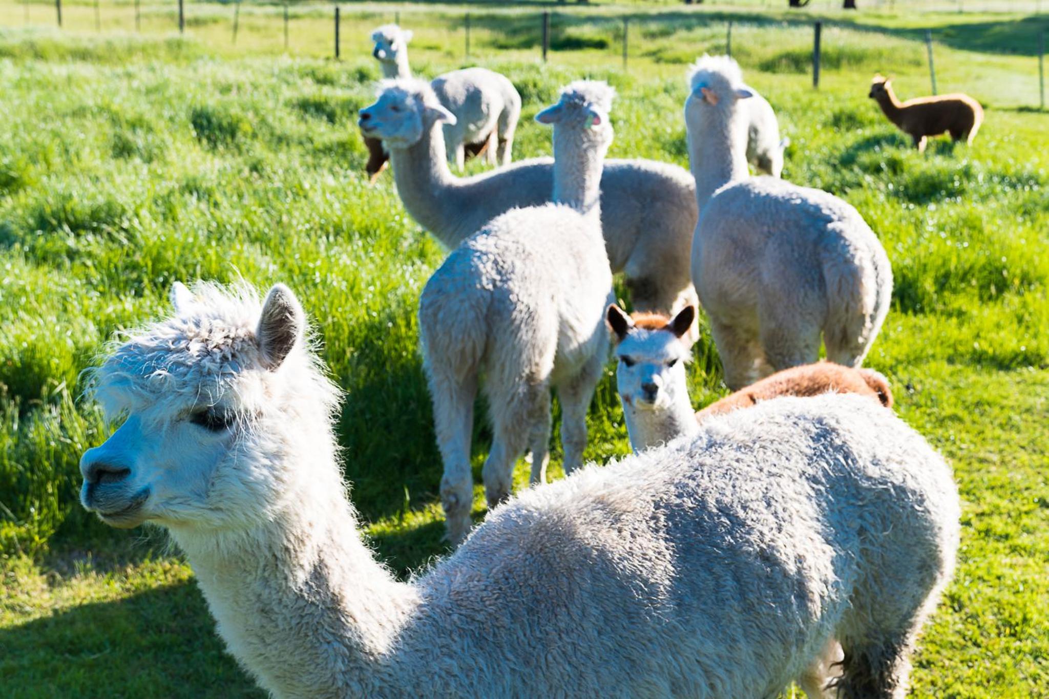 Raynella Alpaca Farmstay