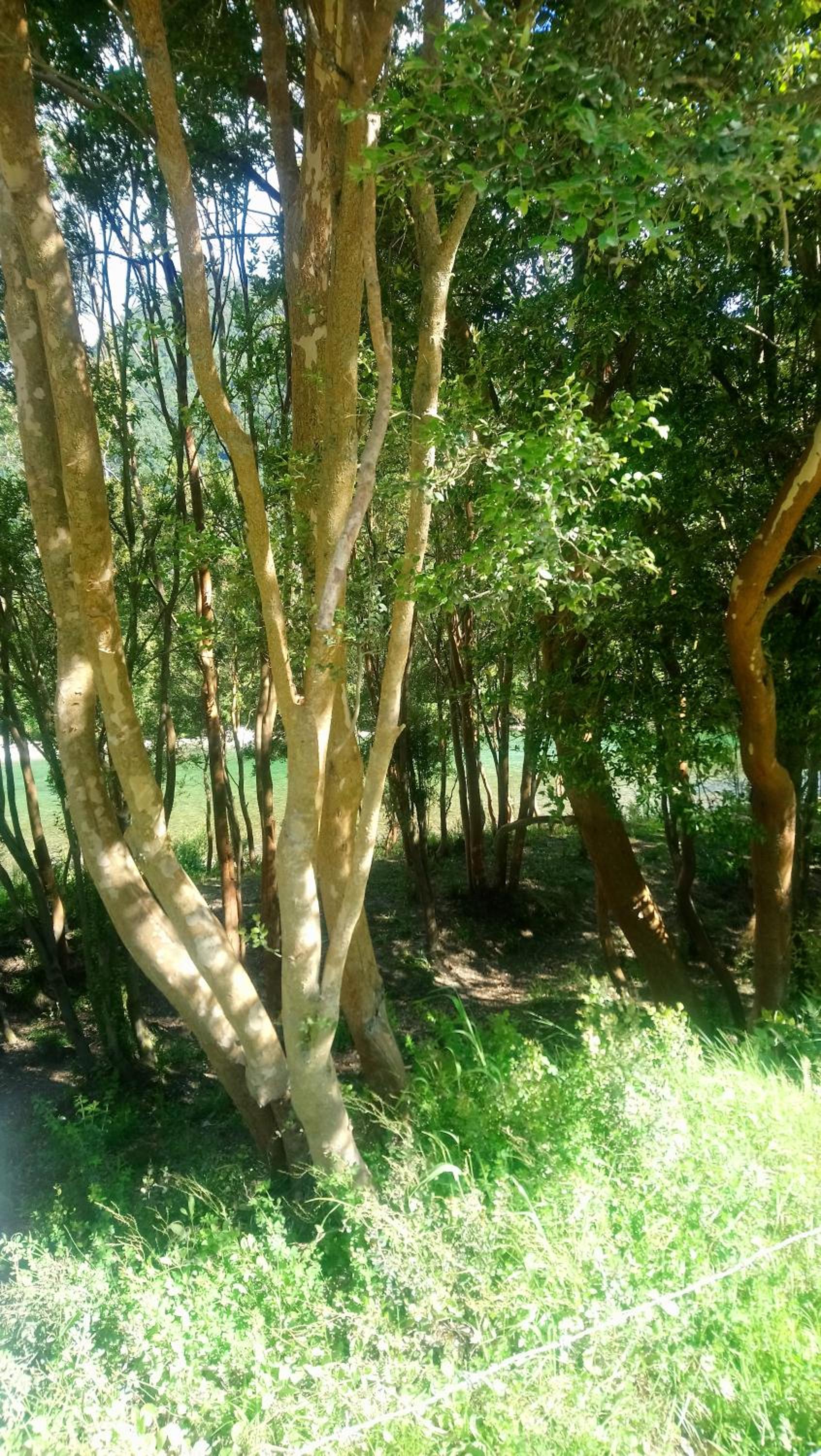 Cabaña El Alto Cochamó