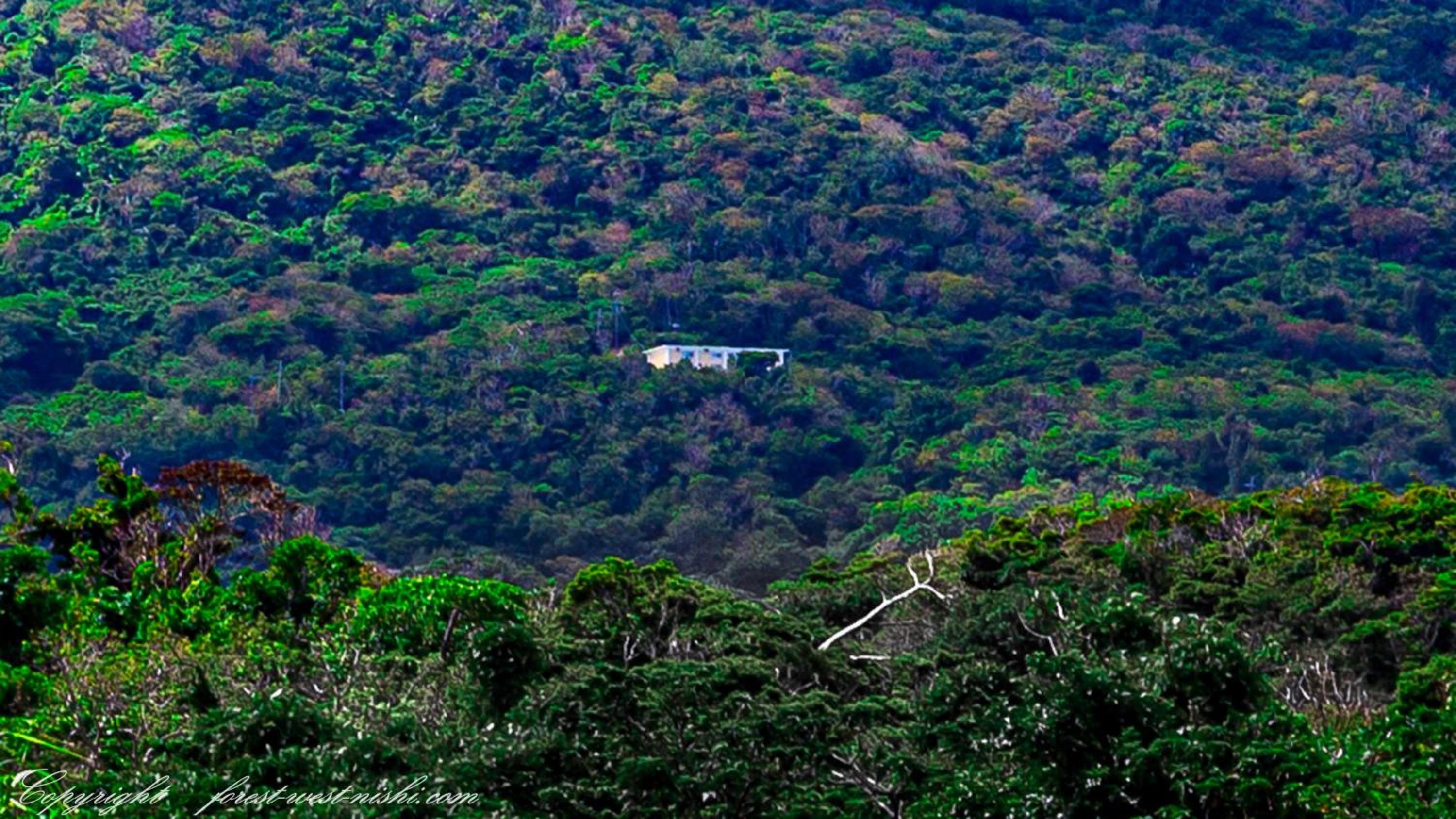 Forest West Nishi