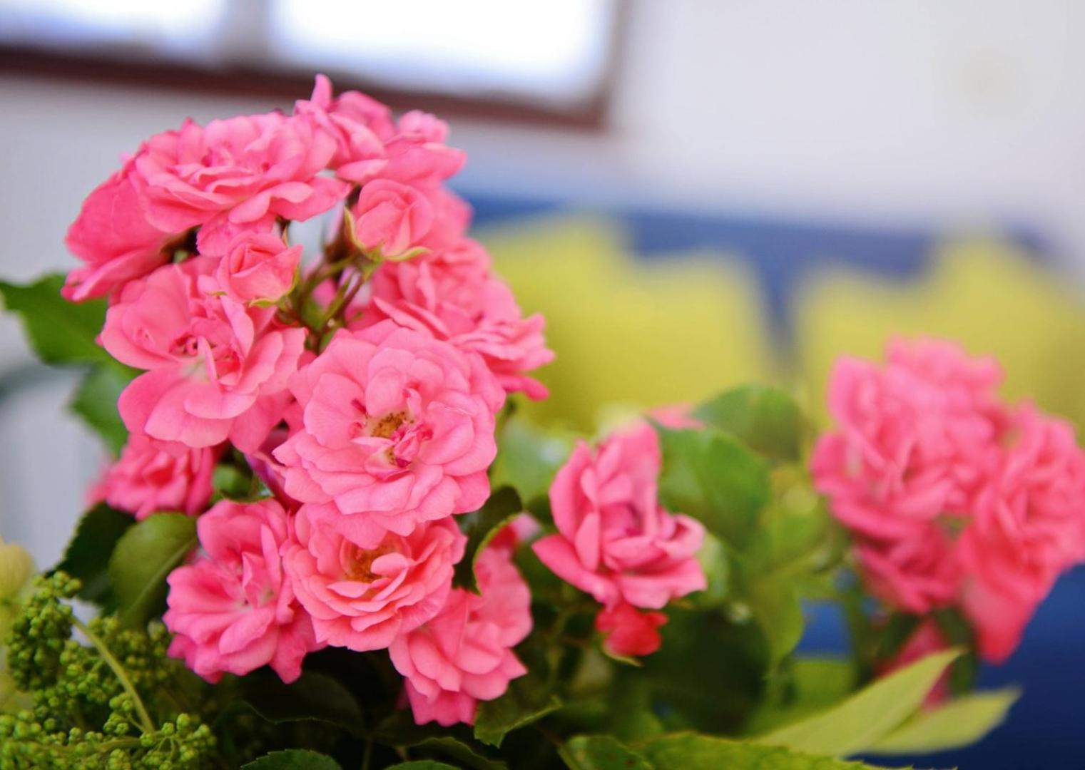 Apartments Kadum Porec center near the beach - Property Image 107