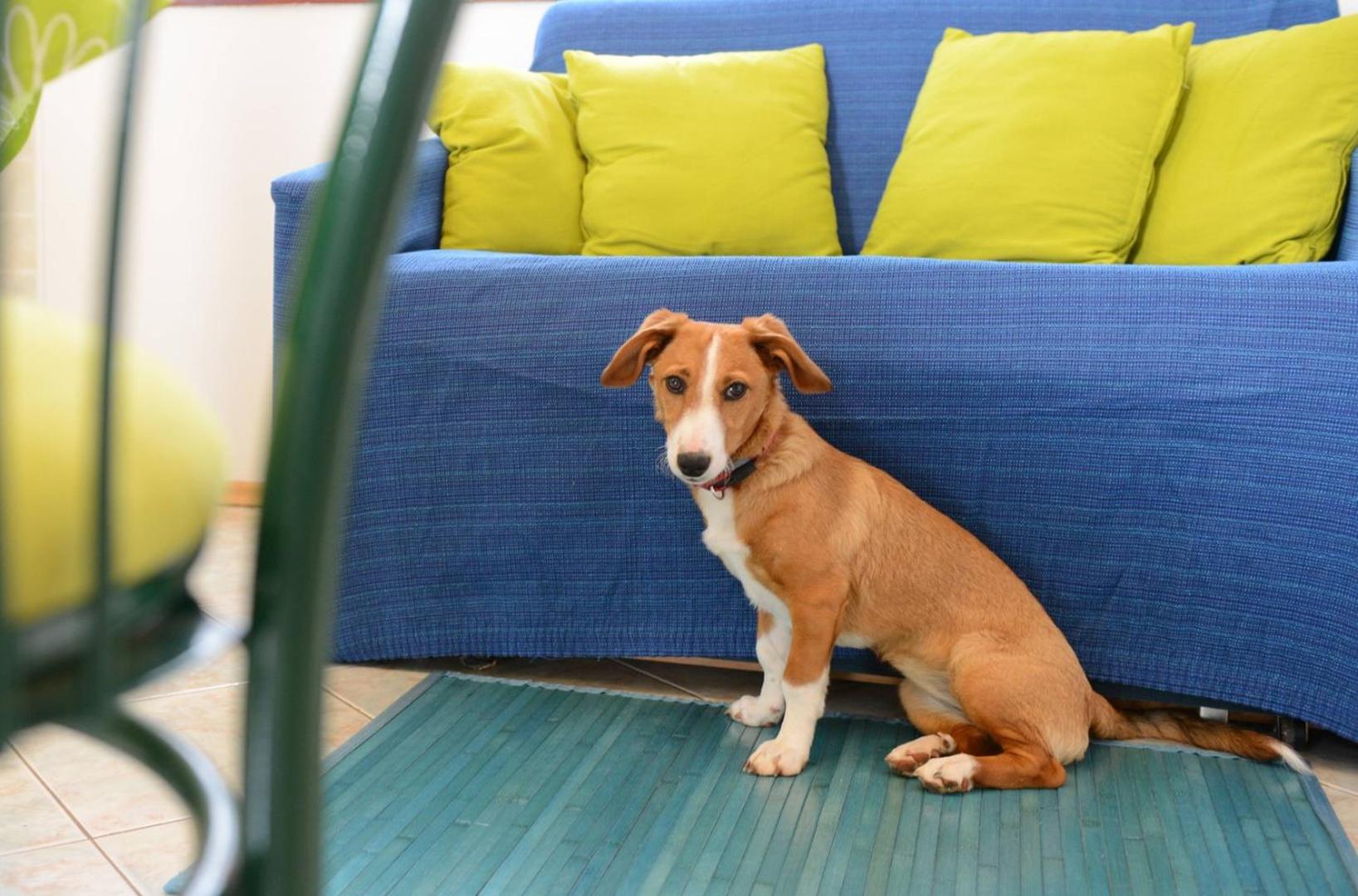 Apartments Kadum Porec center near the beach - Property Image 96