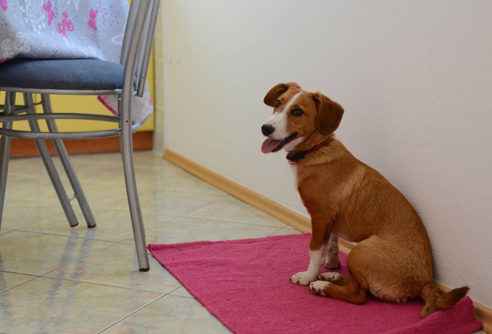 Apartments Kadum Porec center near the beach - Property Image 104