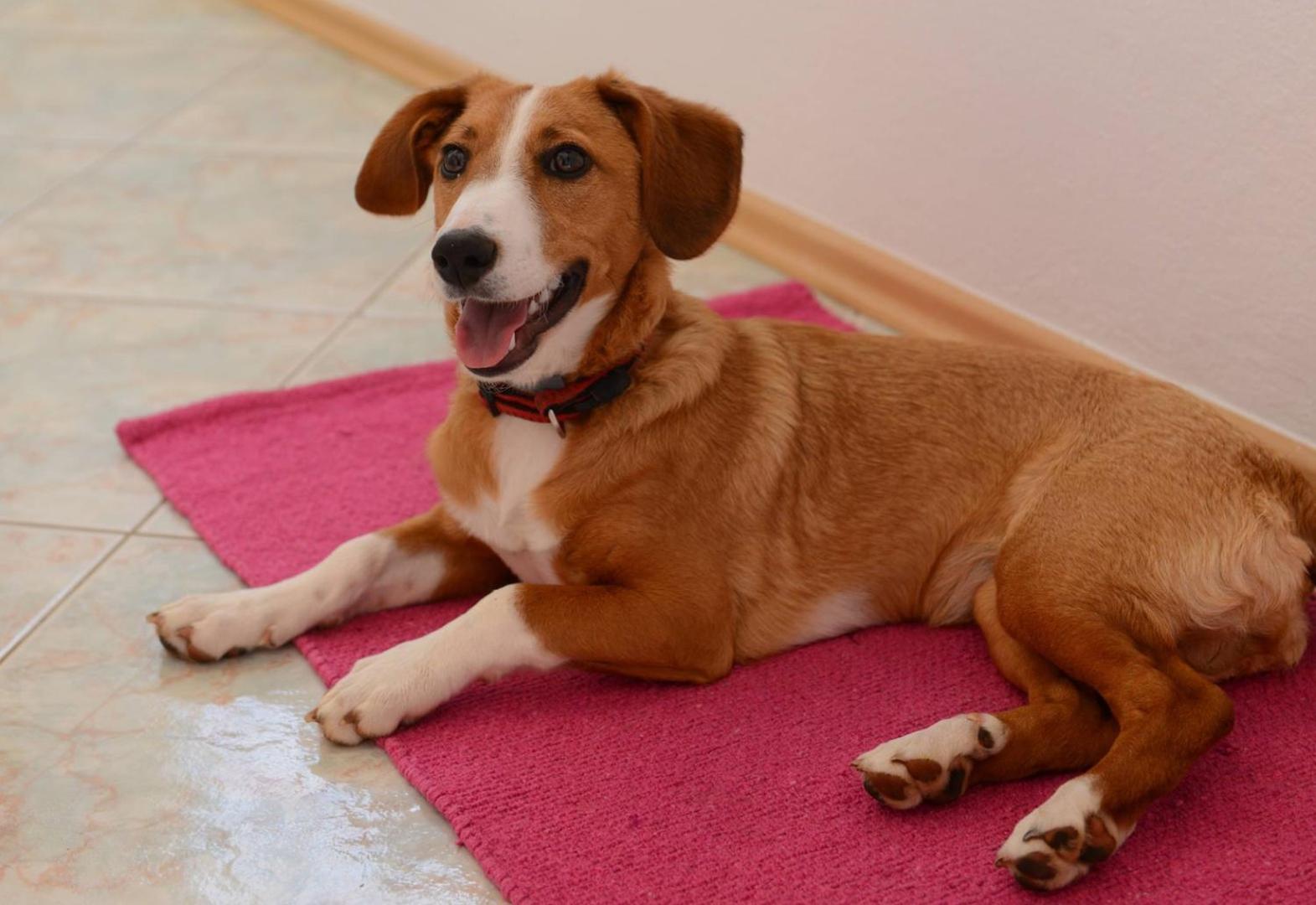 Apartments Kadum Porec center near the beach - Property Image 98
