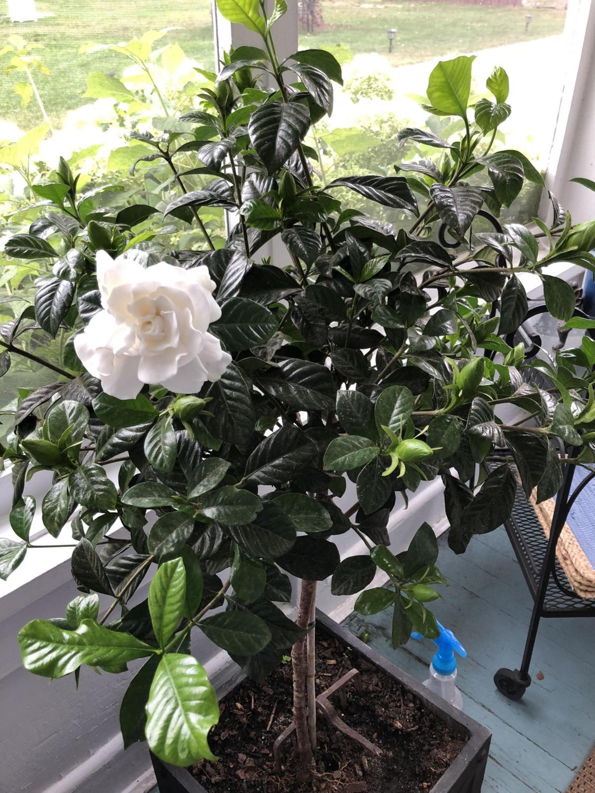 Marion Vacations - Silvershell Inn - Property Image 88