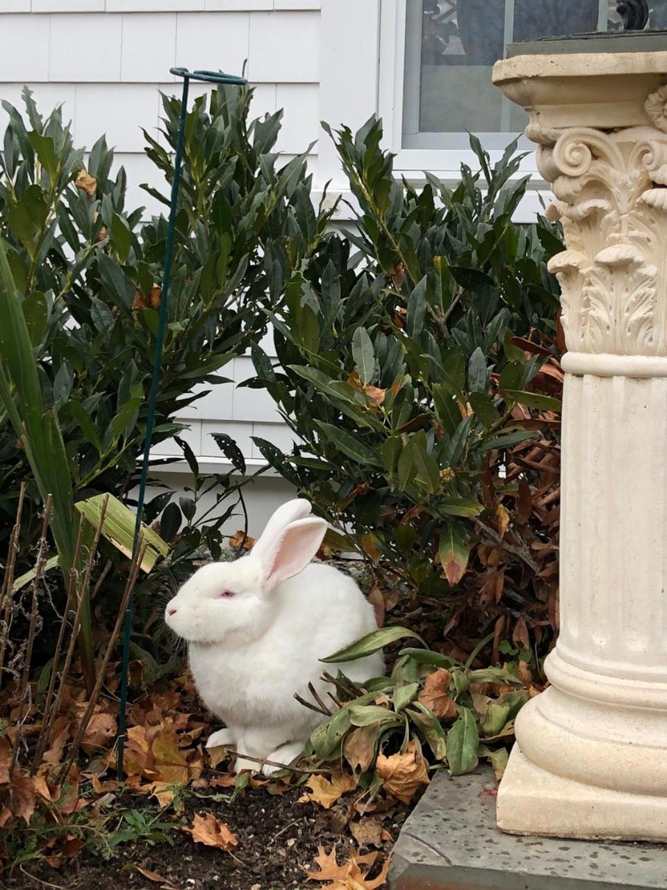 Marion Vacations - Silvershell Inn - Property Image 43