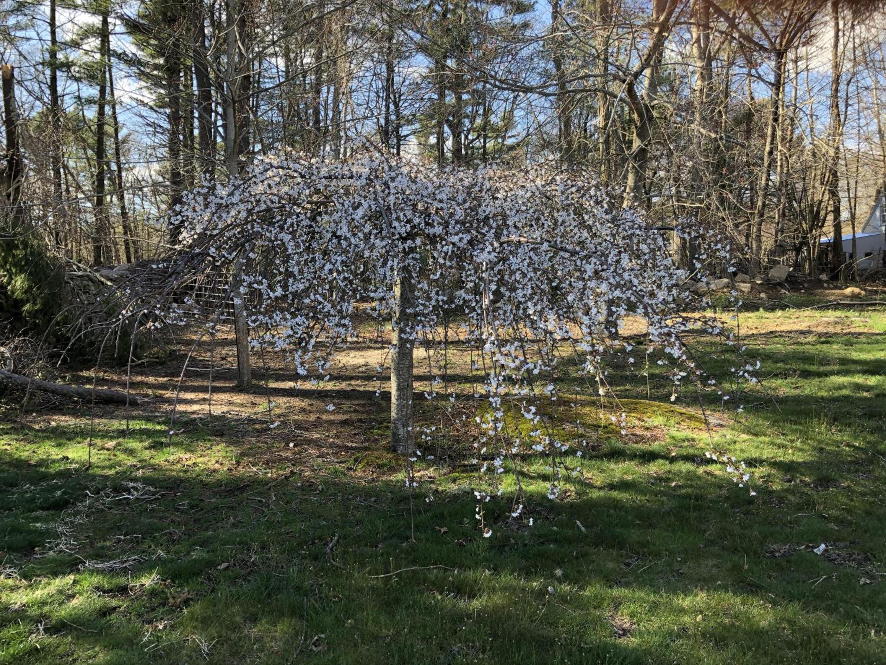 Marion Vacations - Silvershell Inn - Property Image 53