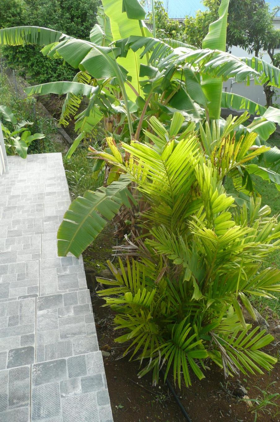 Douceurs Caraïbes, Gîte Coco. view 2