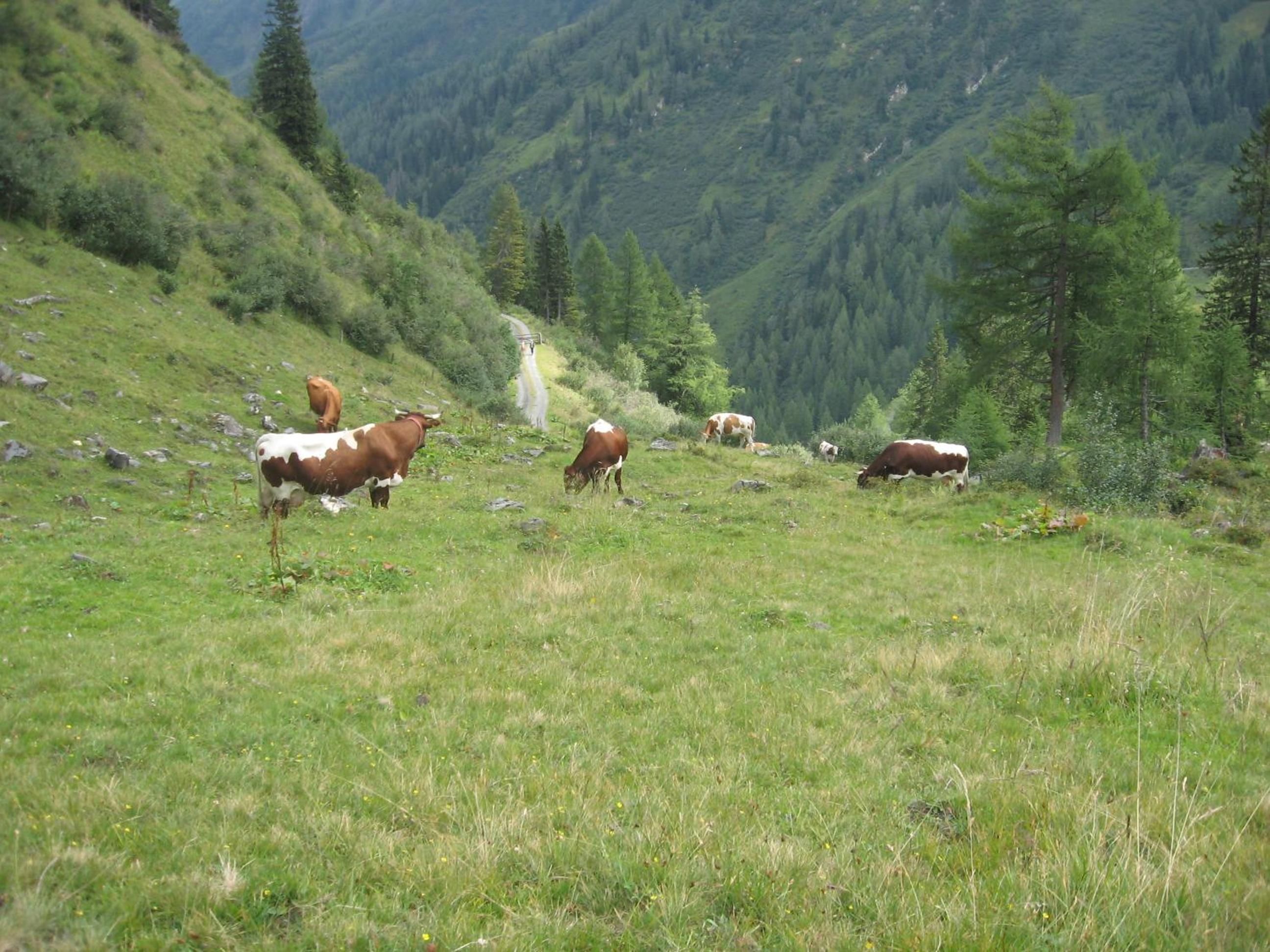 Bergbauernhof Untermoos