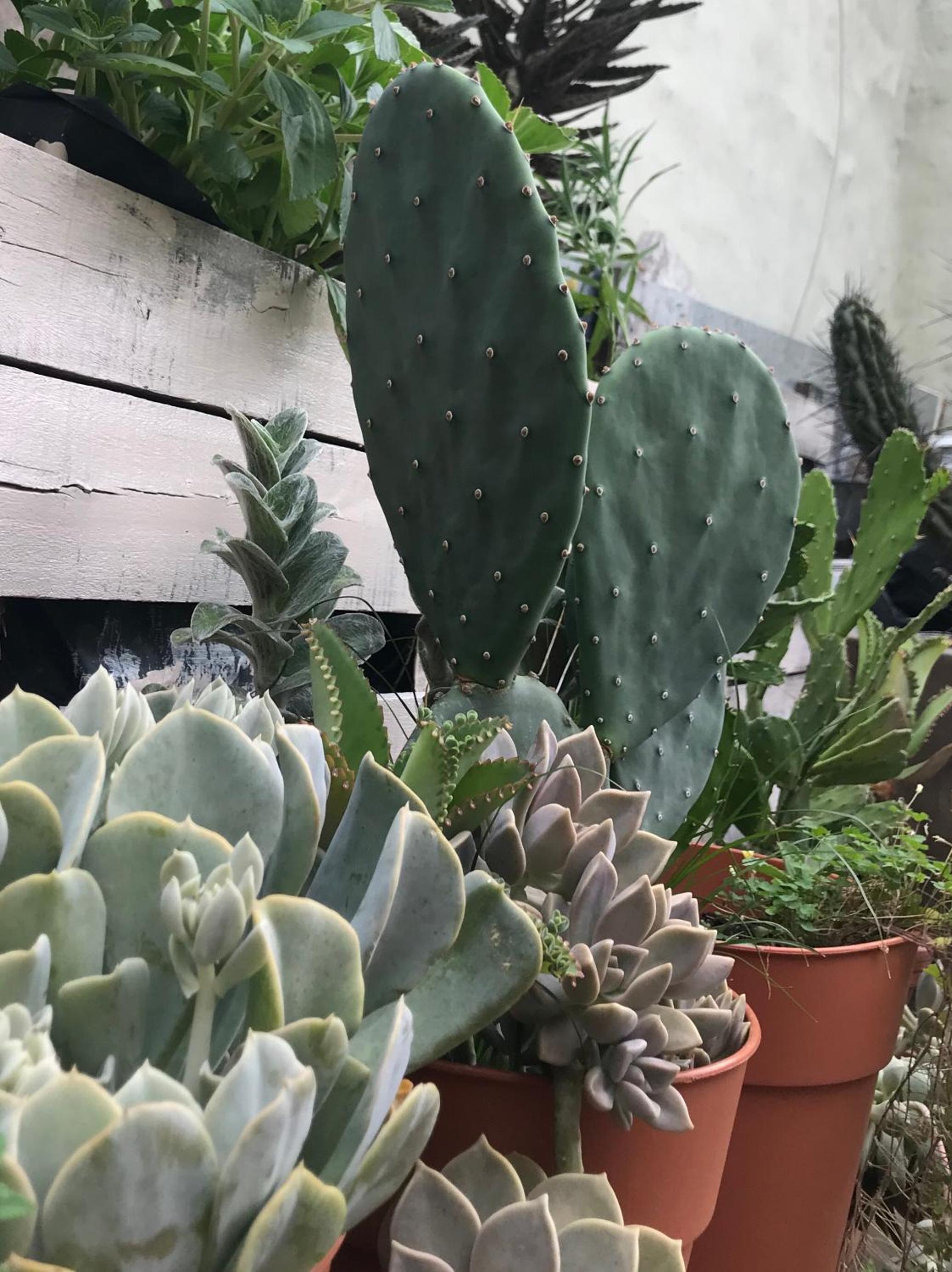 Santa Rosa