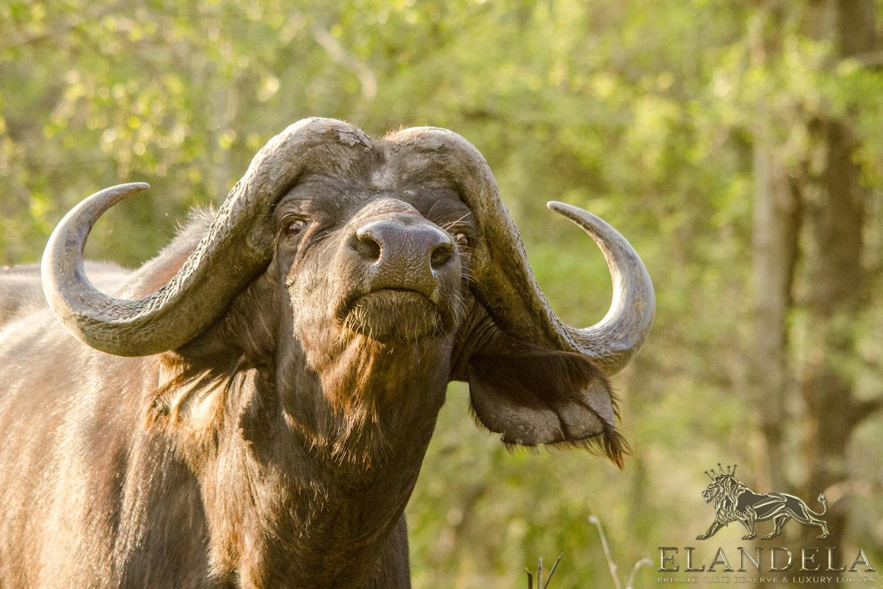 Elandela Private Game Reserve and Luxury Lodges Pty Ltd view 3